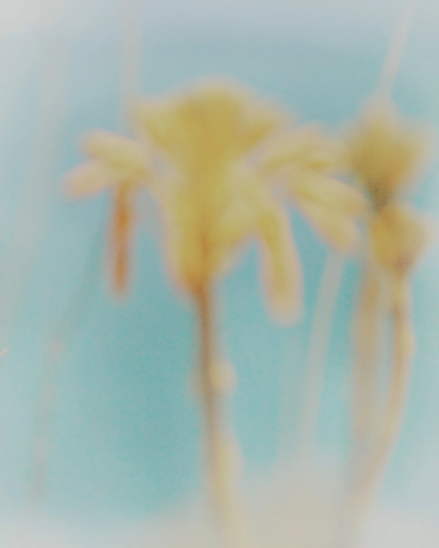 16.01-KANNA Img-1.jpg