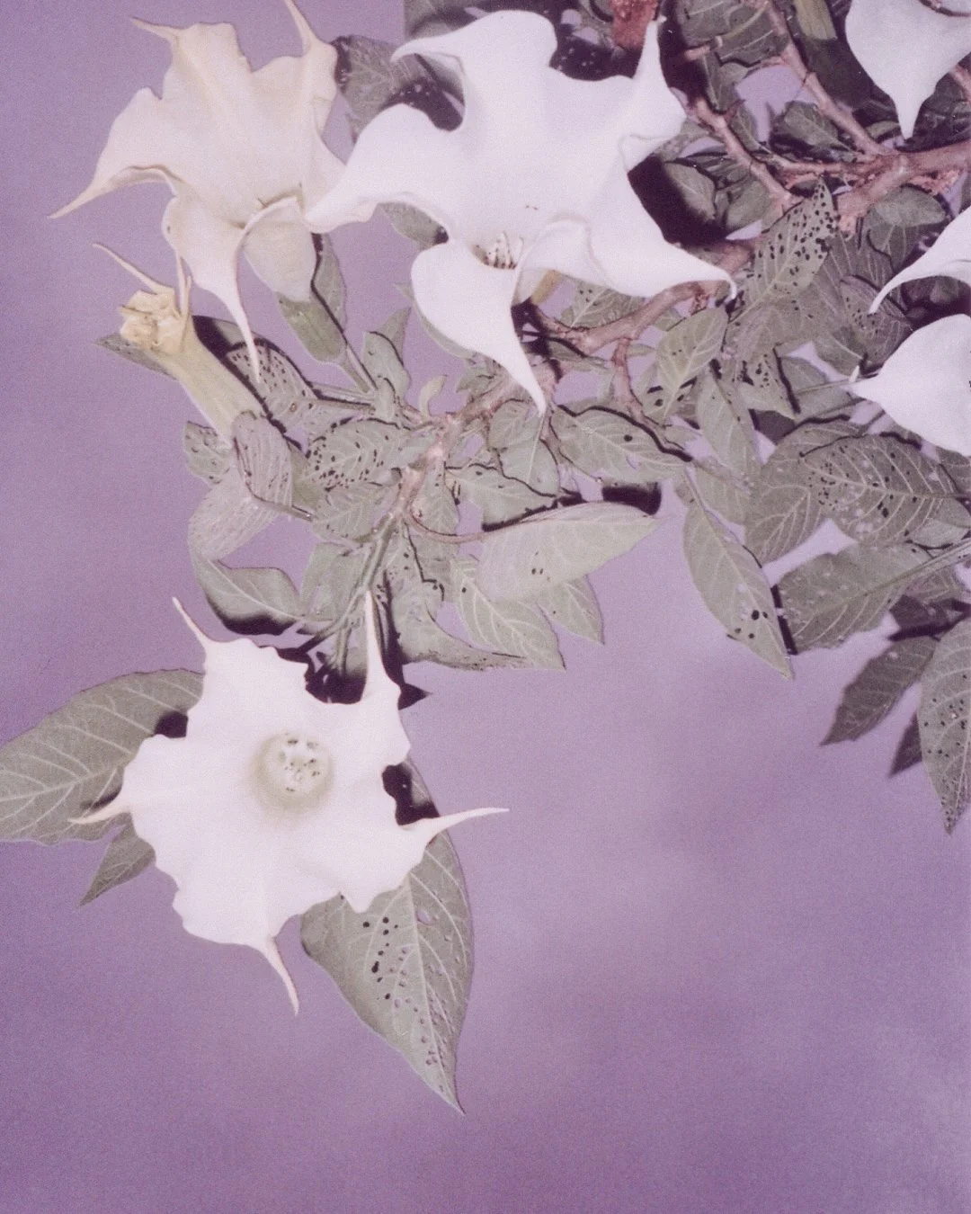 2609-sensuous-plant.jpg