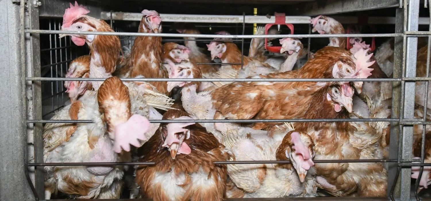 Cross-party Parliamentarians urge Government to end cruelty of cages and crates in UK farming ahead of forthcoming Animal Welfare Strategy.