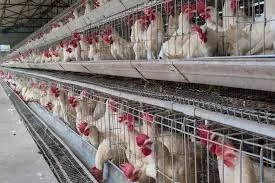 Green MP calls out Government over low-welfare imports