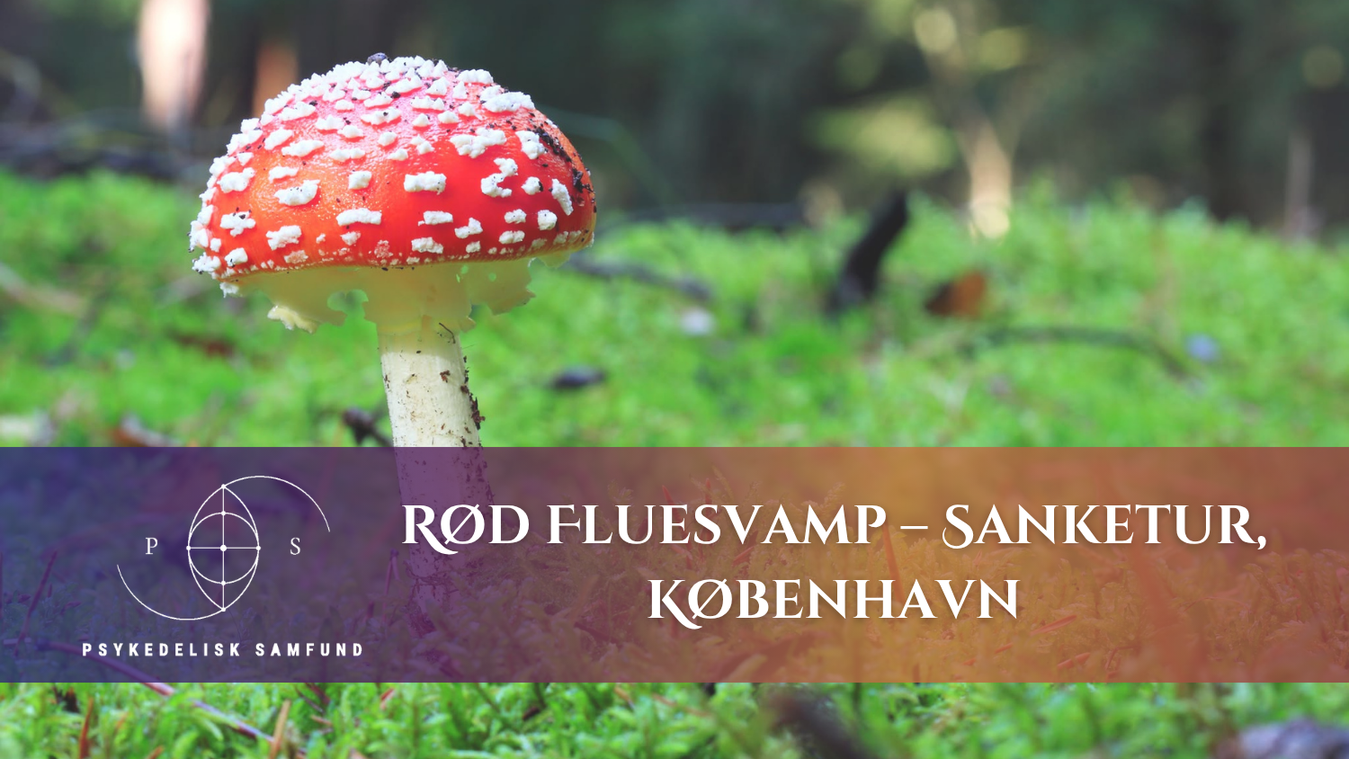 Rød fluesvamp event Cover 1500 x 844.png