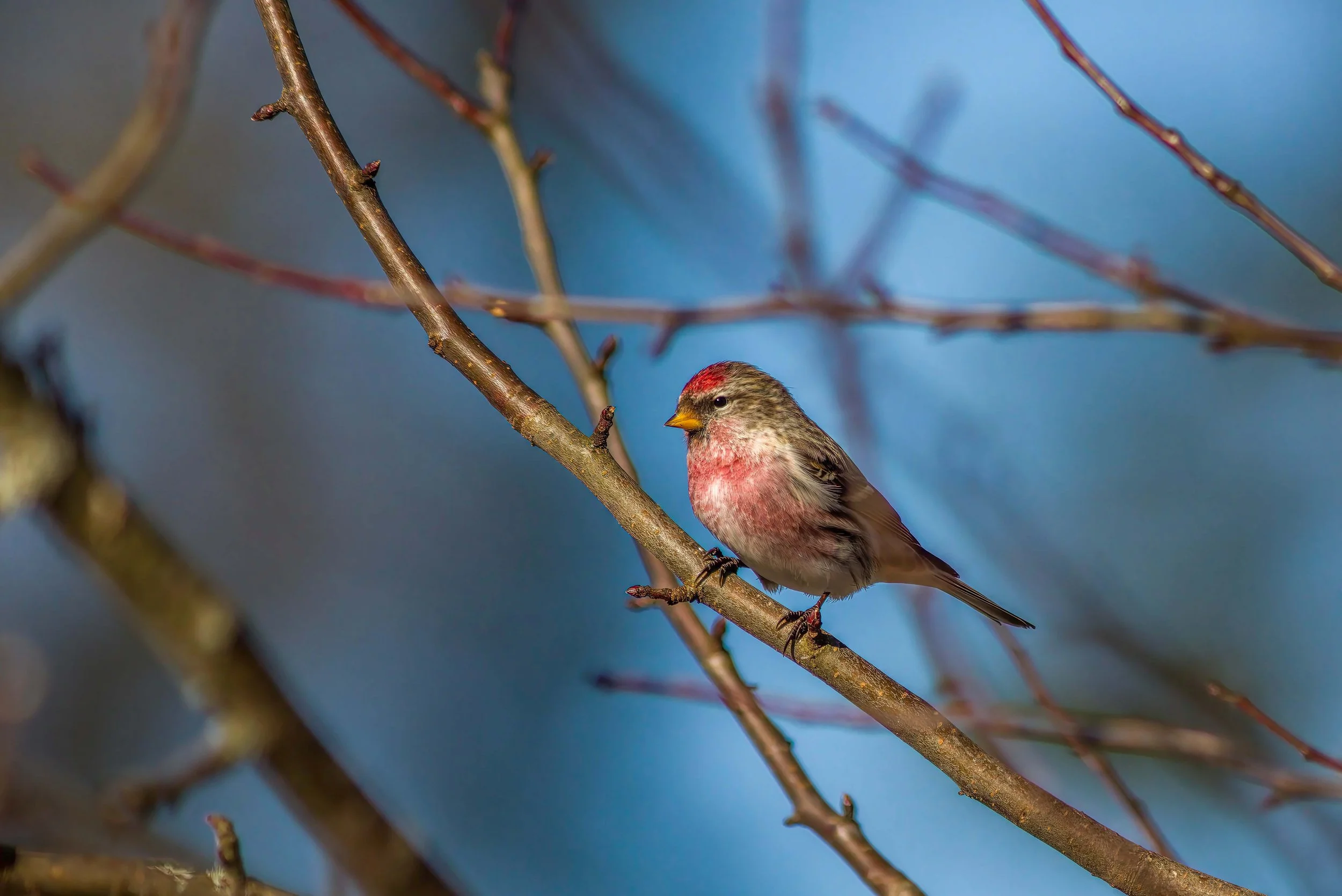 Lesser Redpoll
