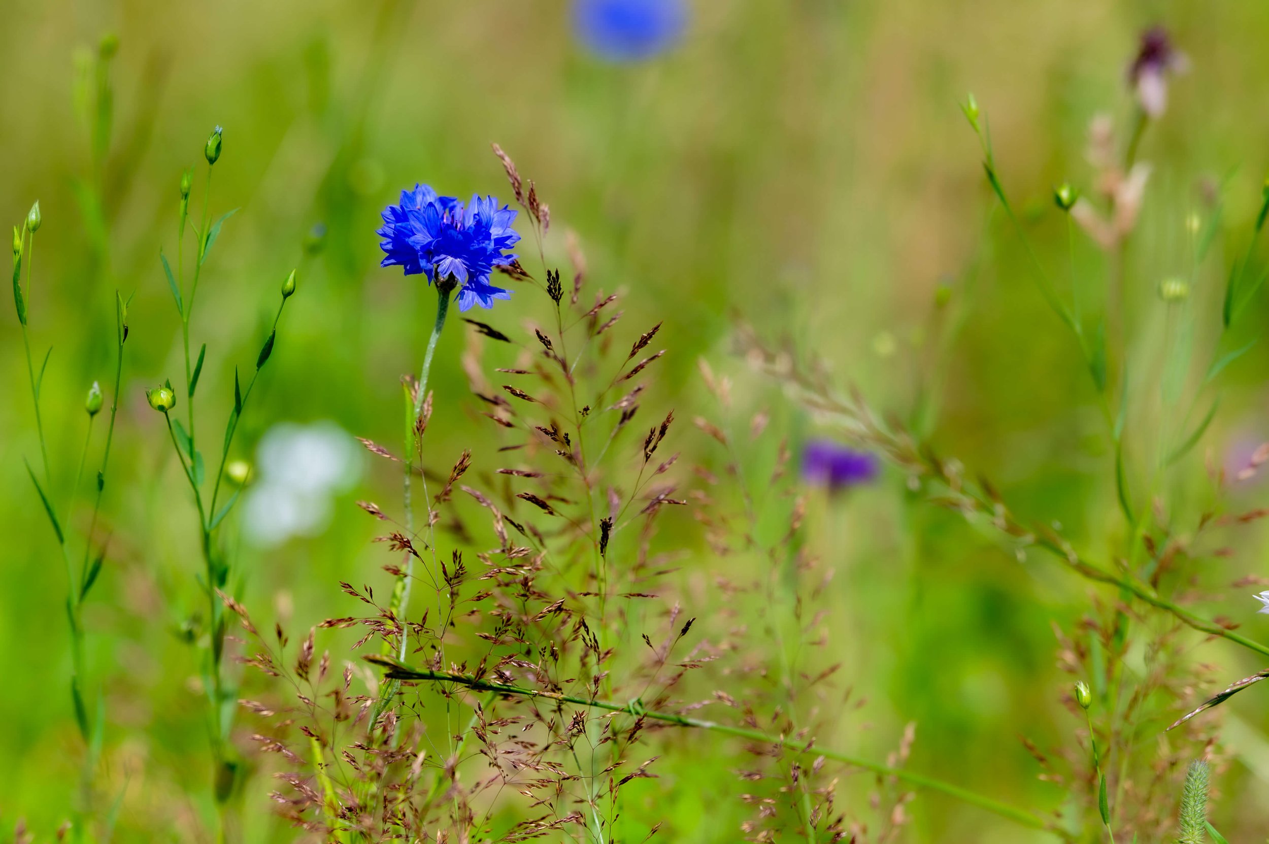 Cornflower
