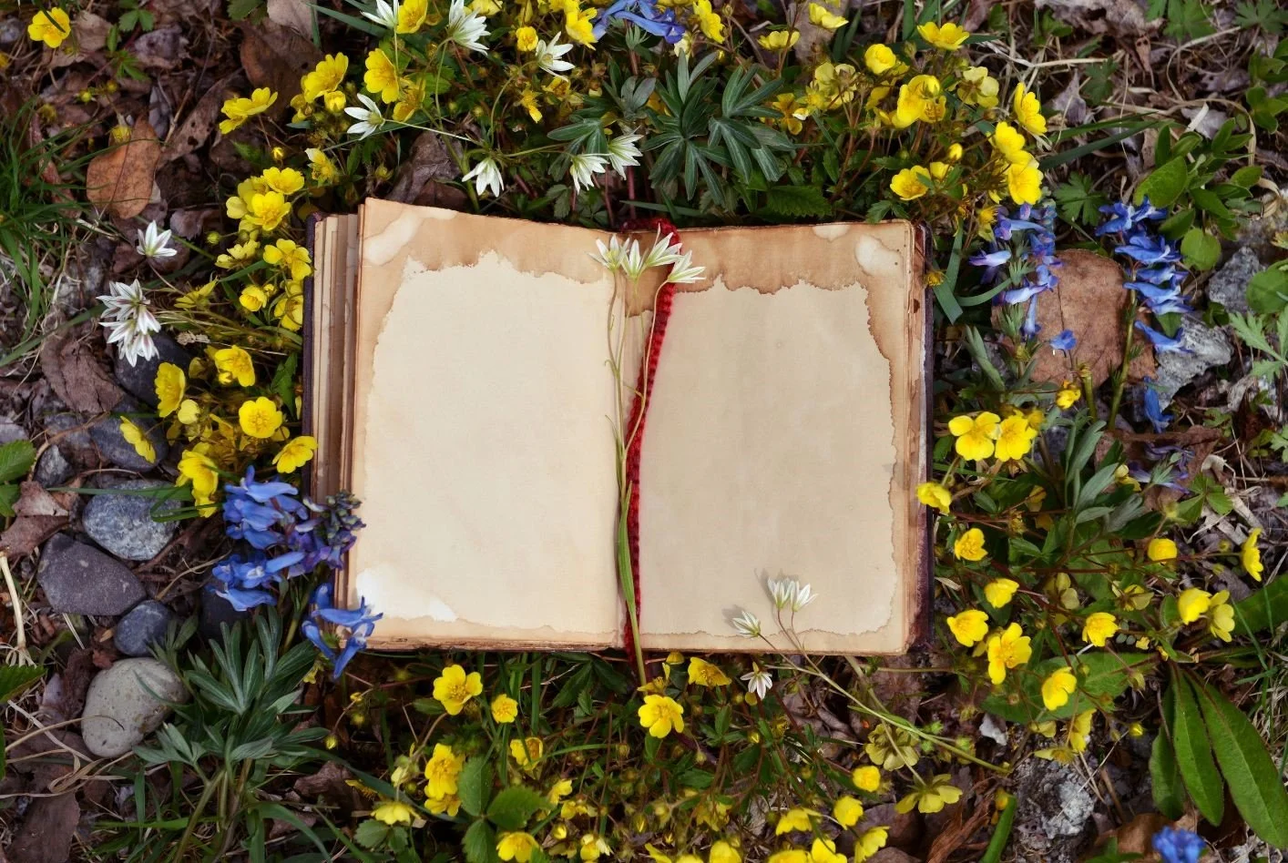 Nature journalling for adults 
