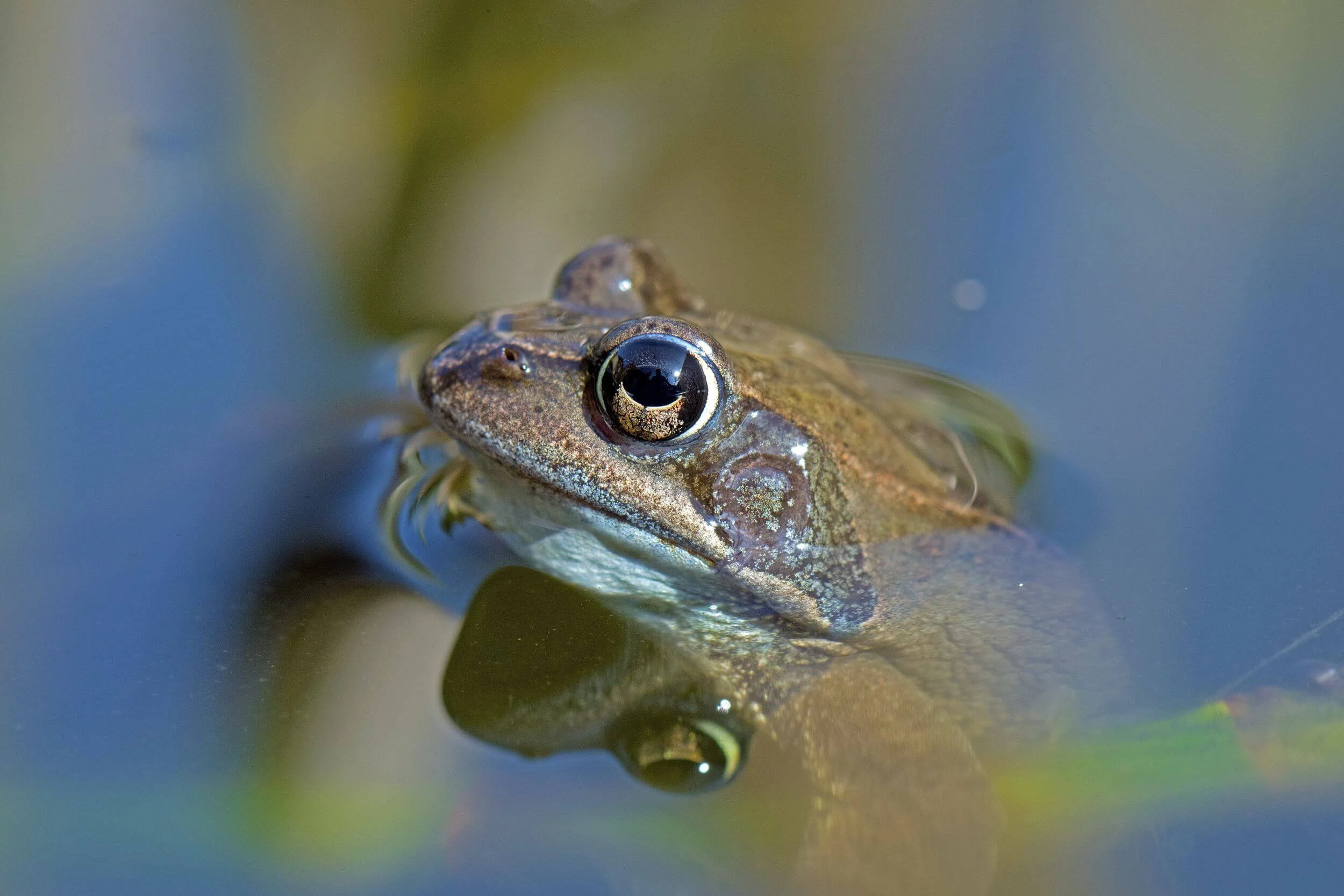 Image depicting a common frog