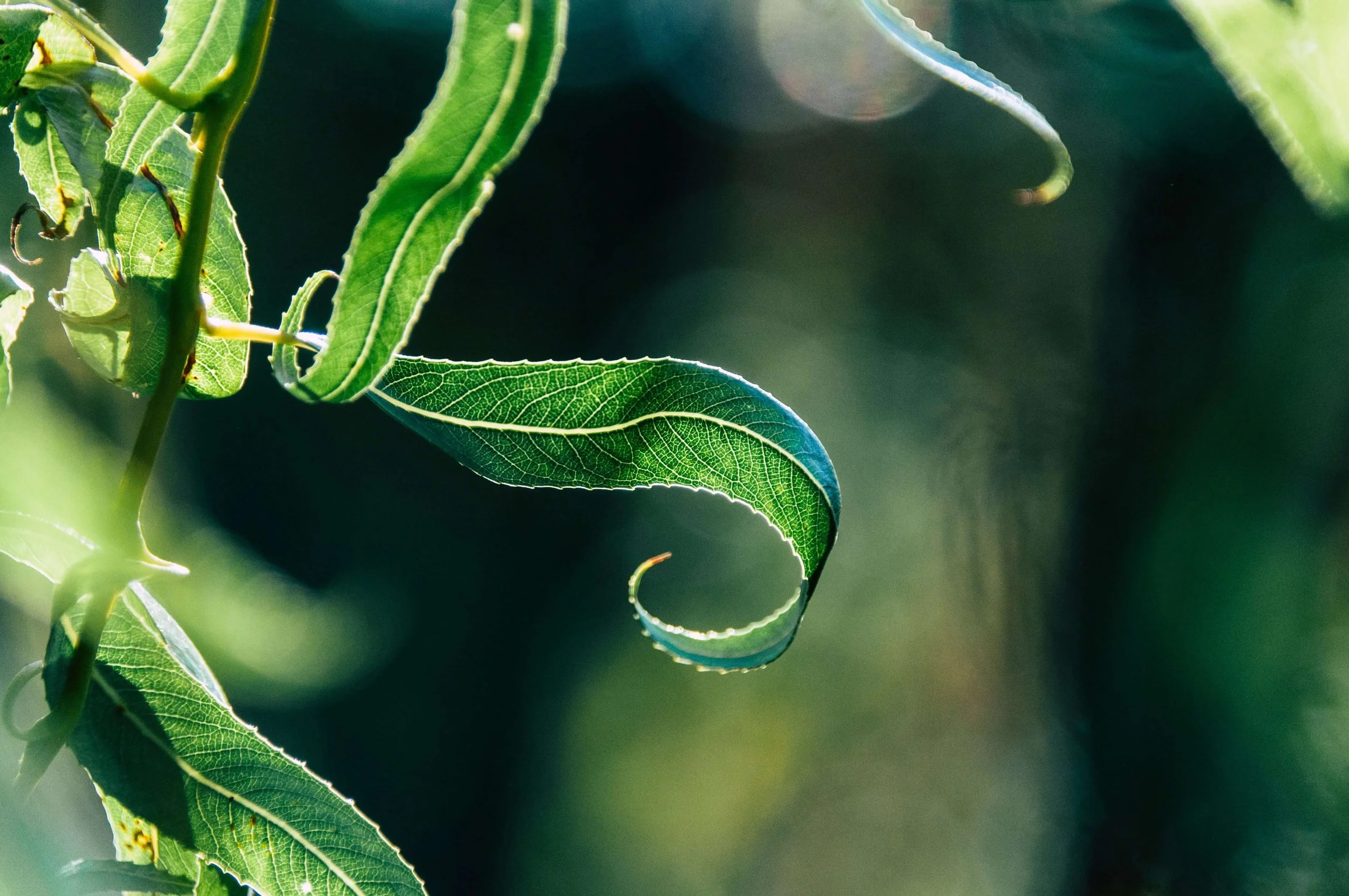 Leaf