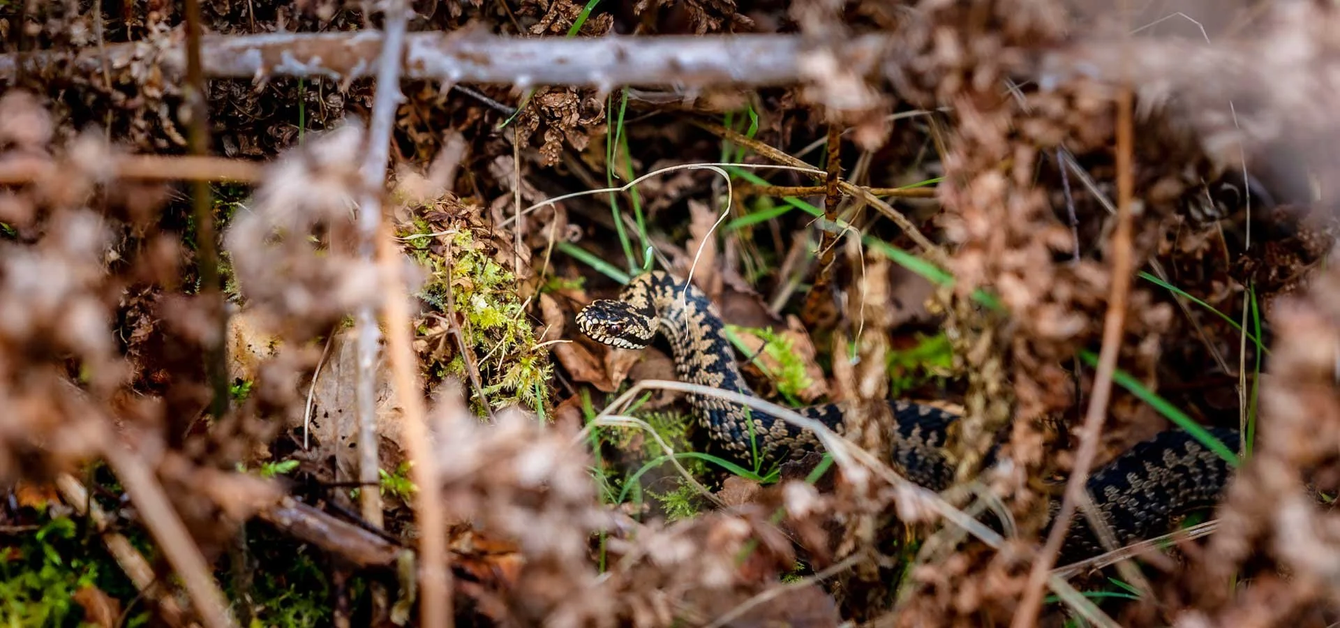A small snake with black and yellow patterns slithers through dirt, leaves, and grass in a natural outdoor setting.