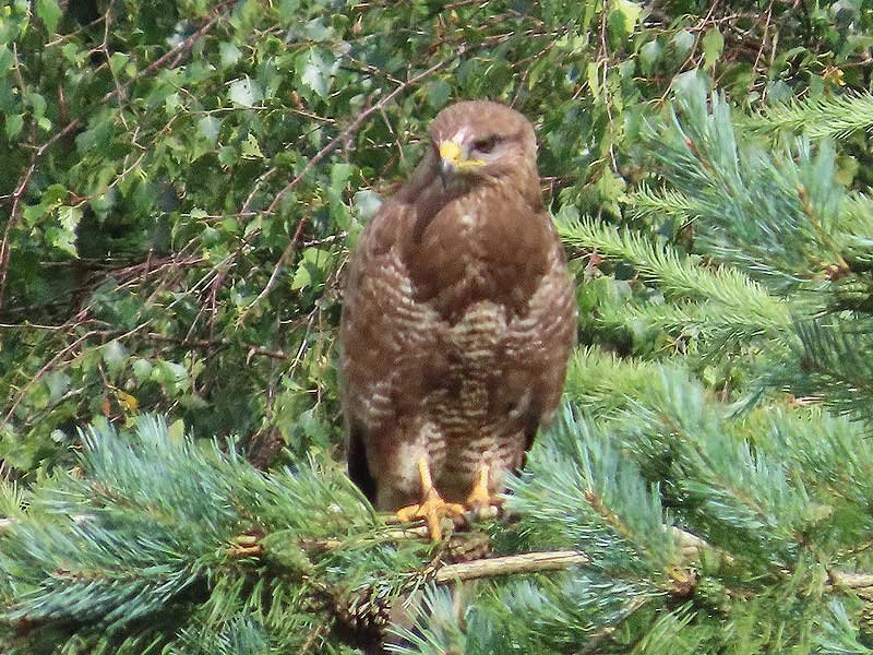 Buzzard