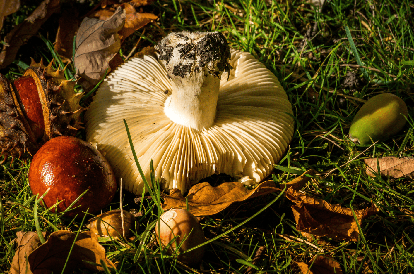 Image shows mushroom