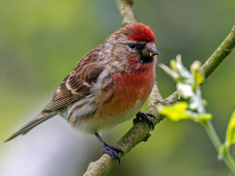 Lesser Redpoll