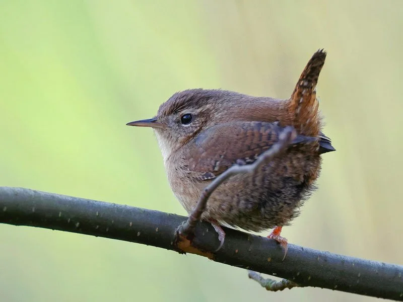 Wren