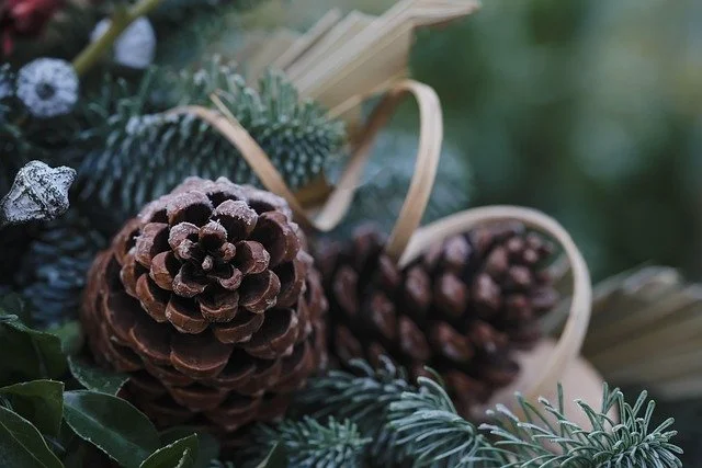 Pine cones