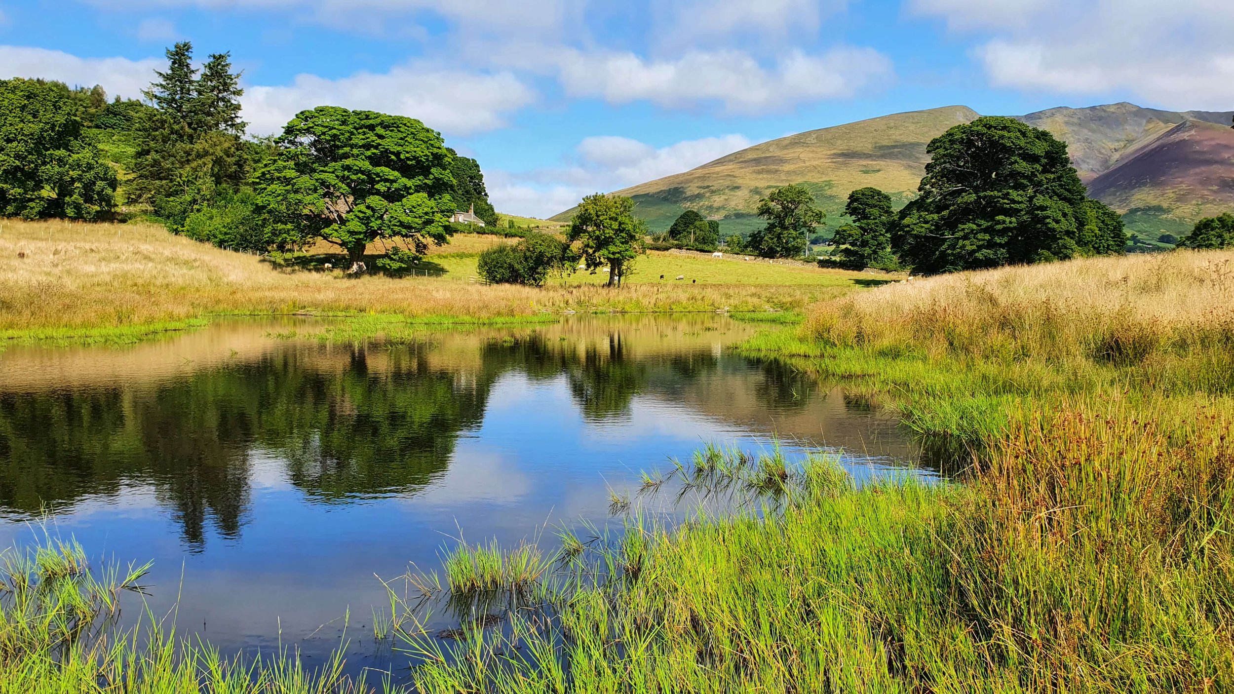 Pond dipping for adults