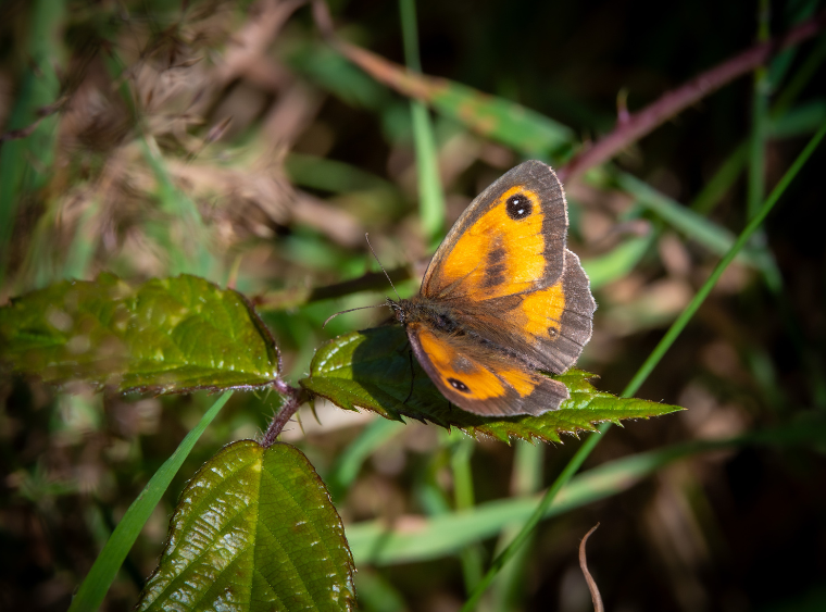 Image of butterfly