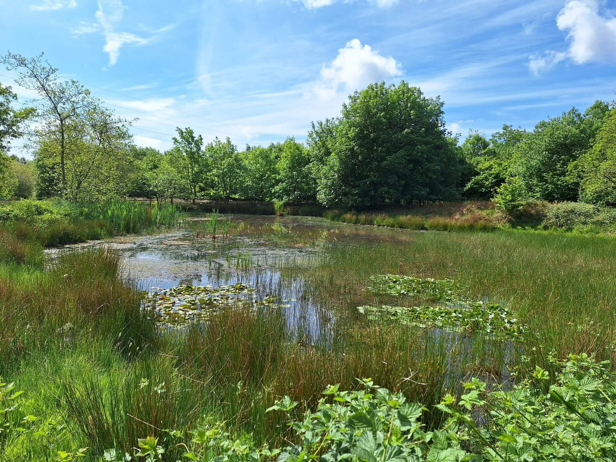 Image of a pond