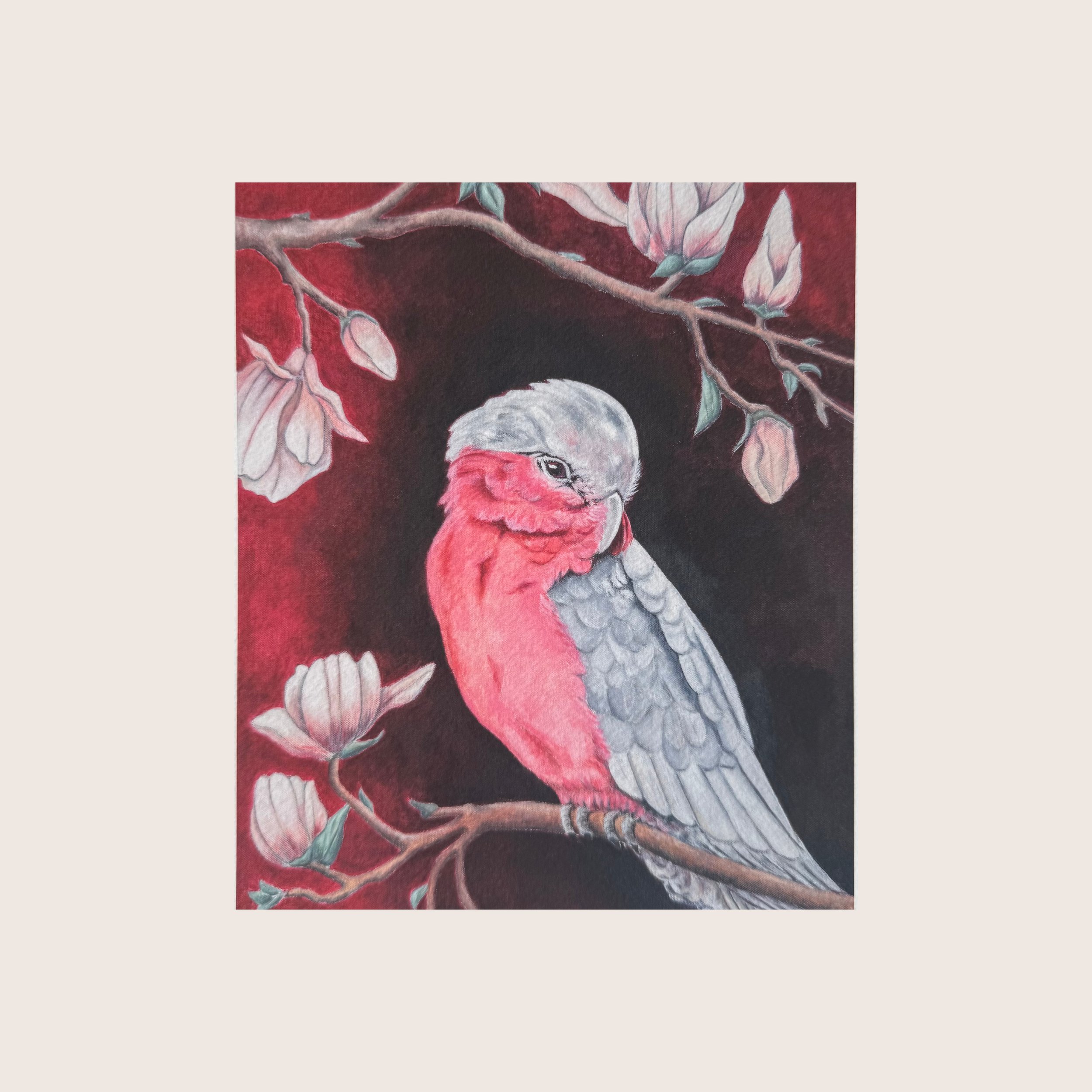 Galah in Magnolia Tree