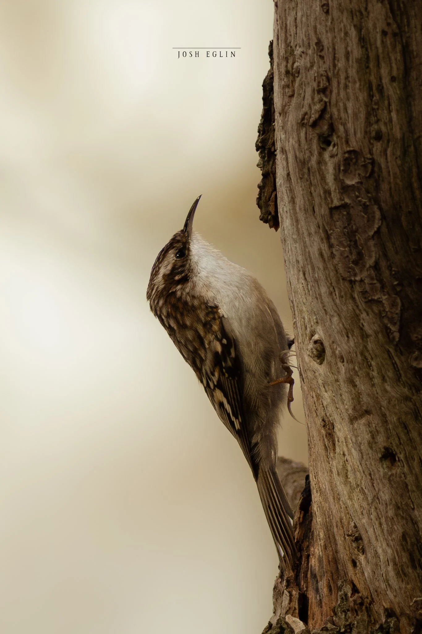 treecreeper1web.jpg