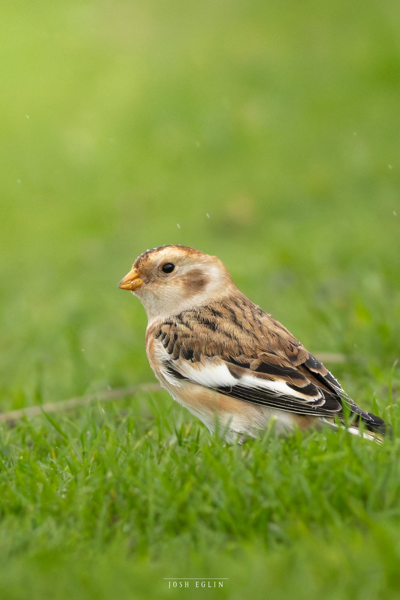SnowBunting1web.jpg
