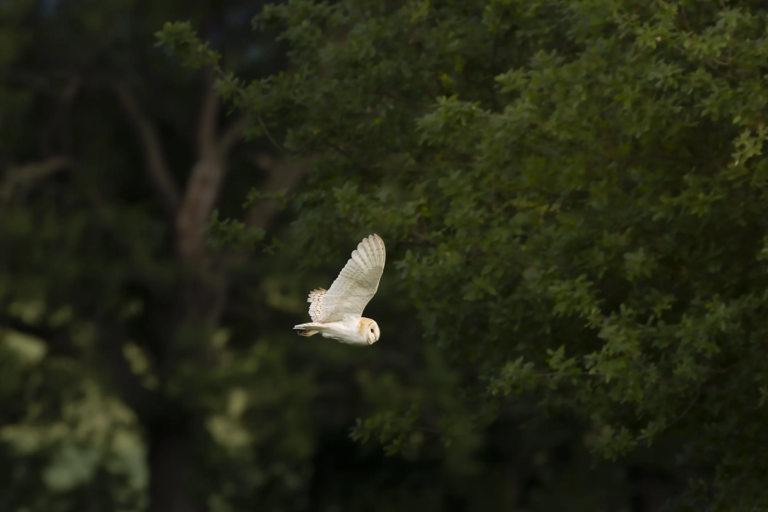 barnowl6.jpg