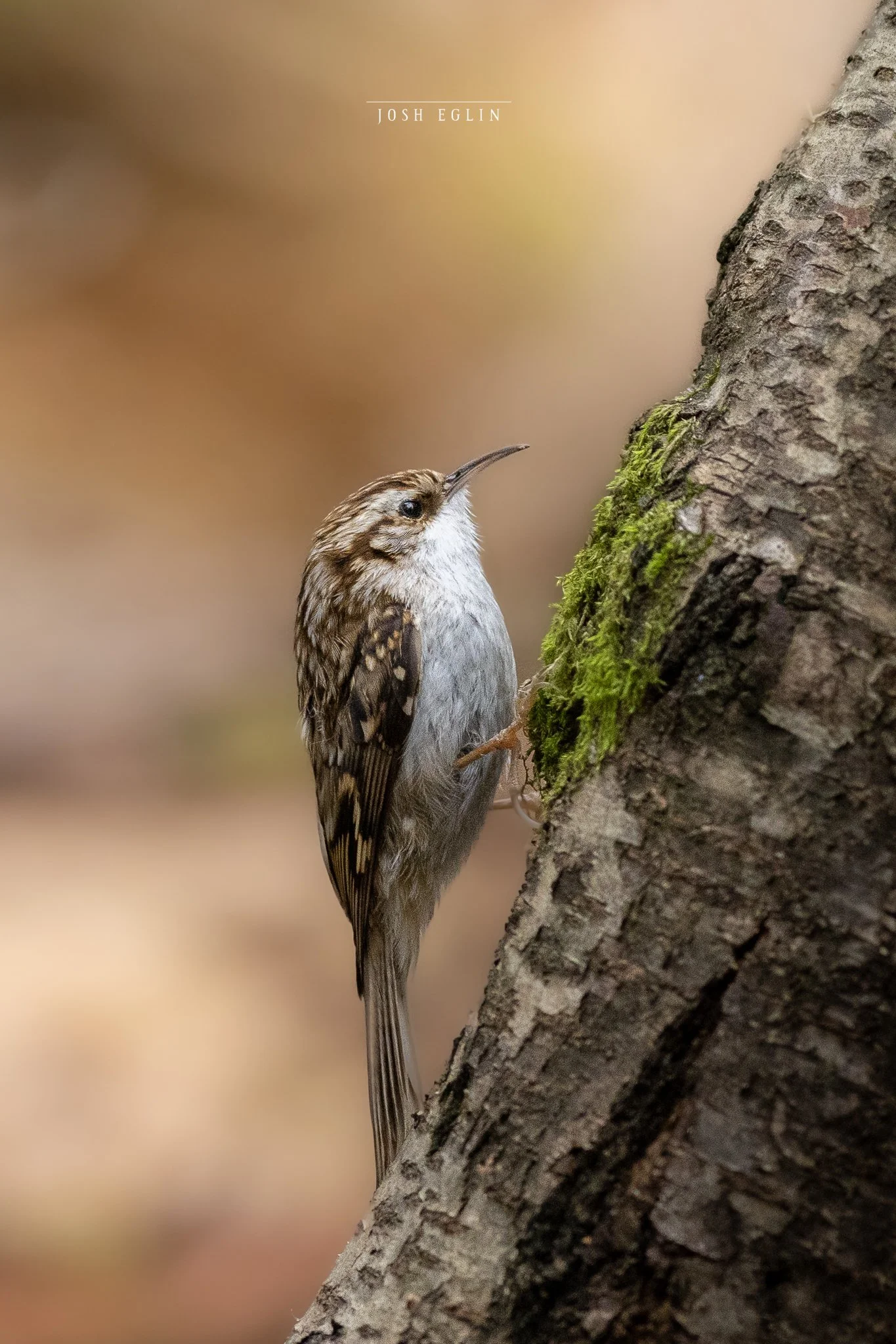treecreeper1web.jpg