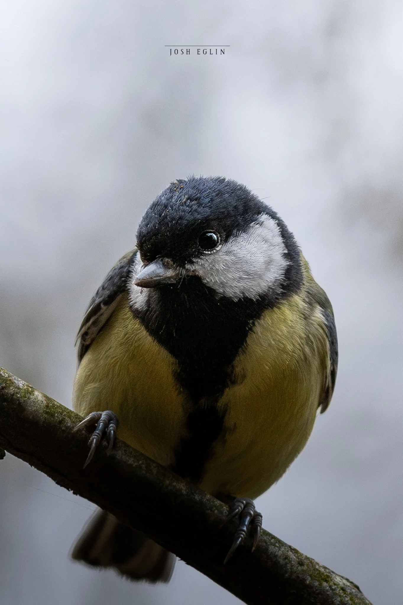 greattit2web.jpg