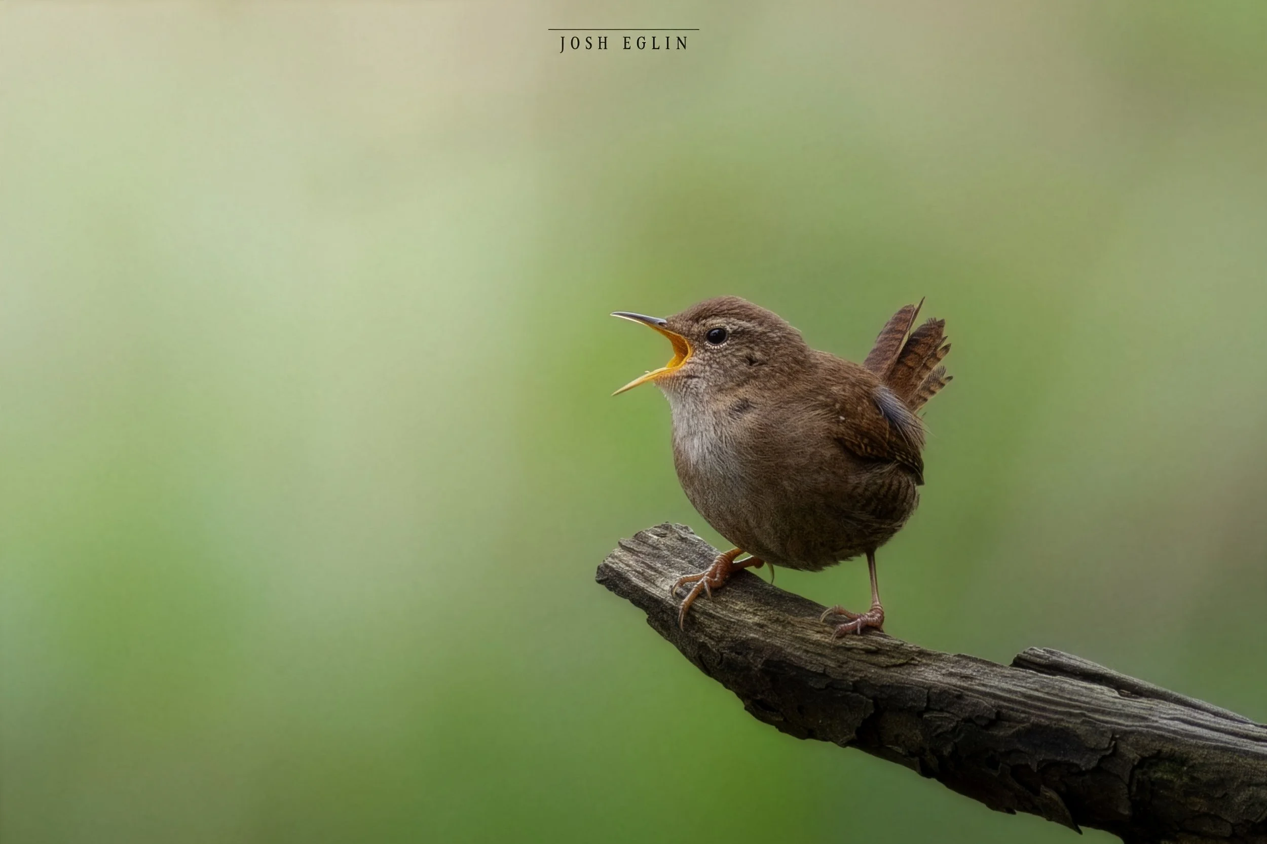 wren7web2.0.jpg
