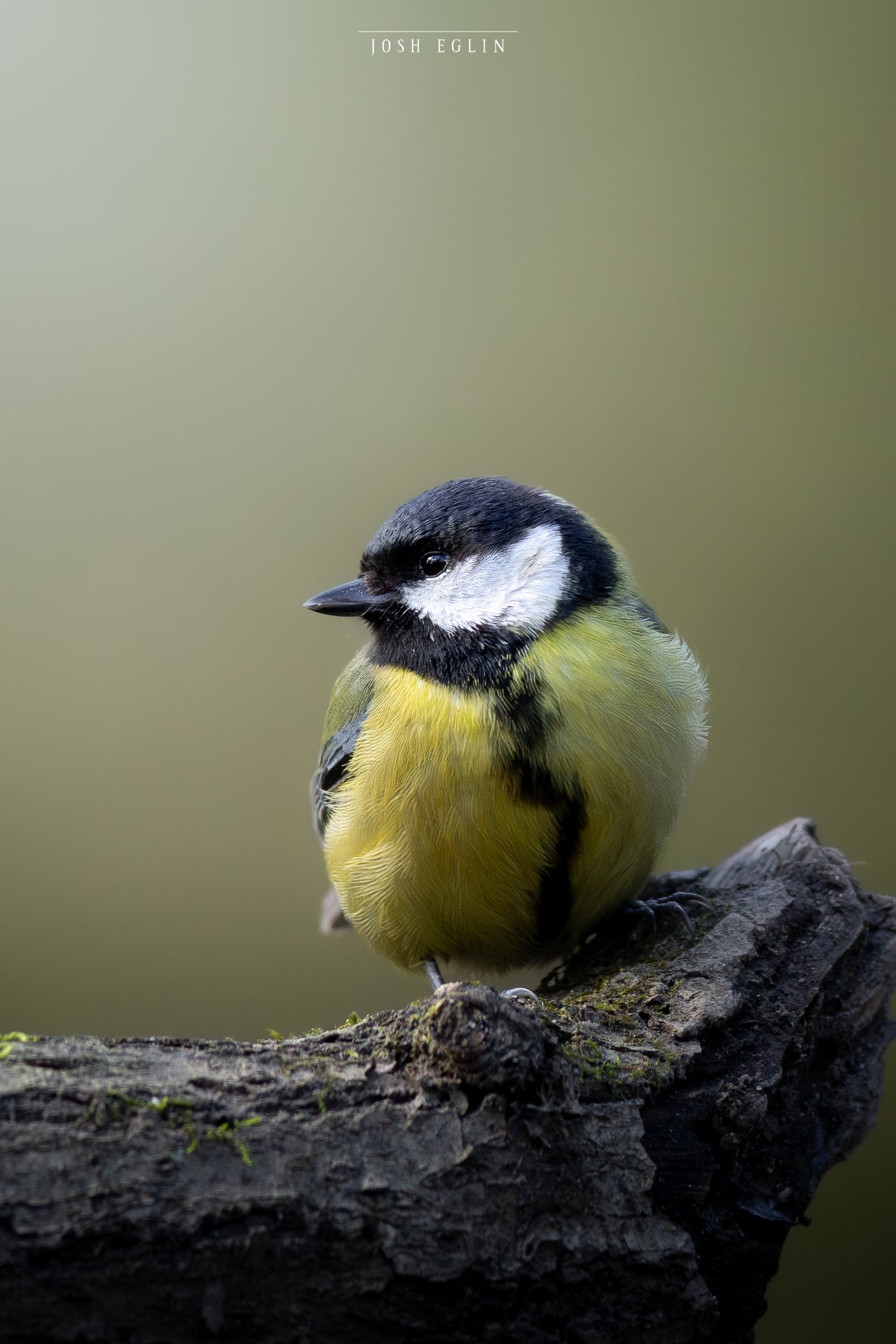 greattit1web-2.jpg