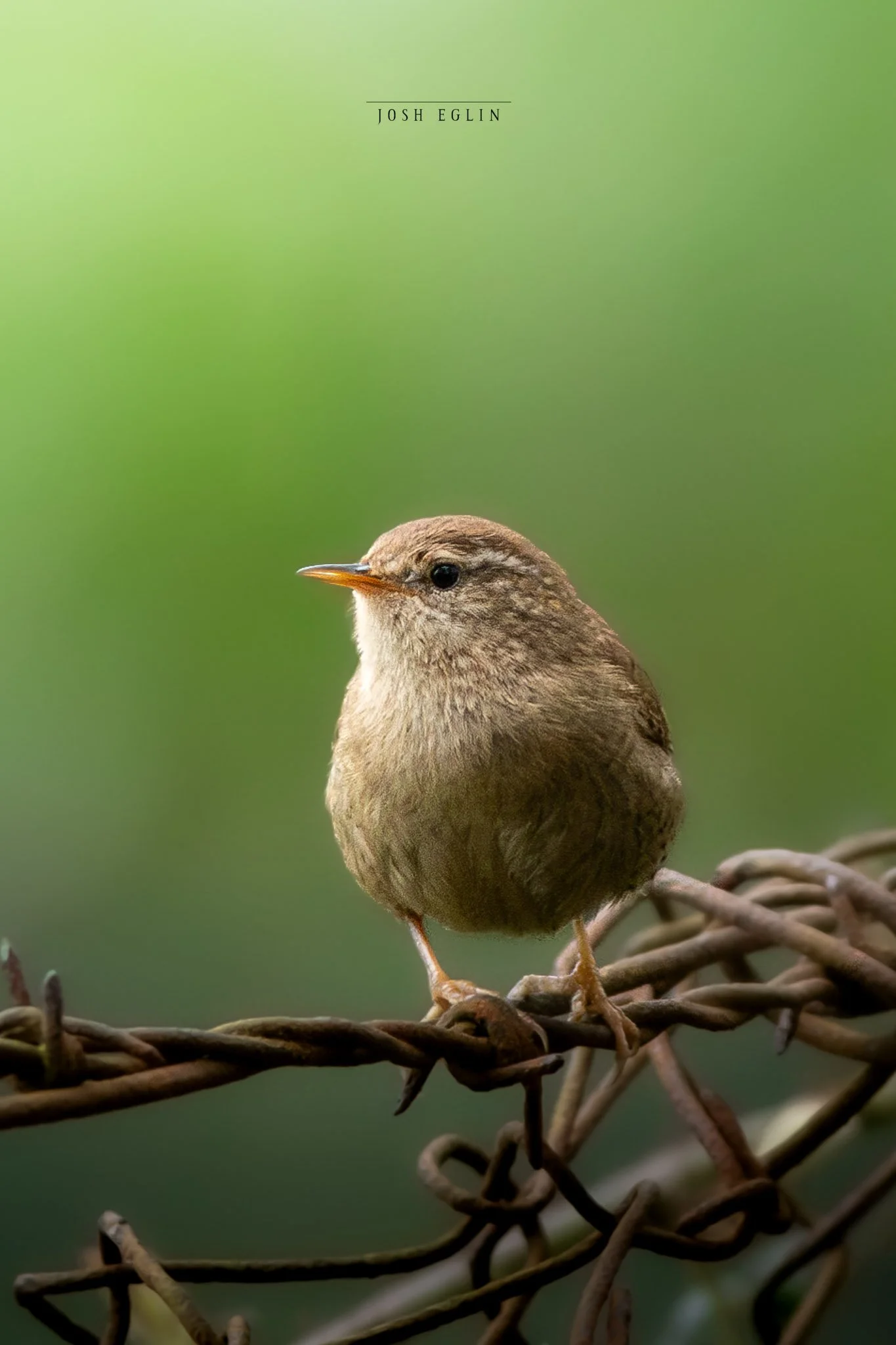 wren1.jpg