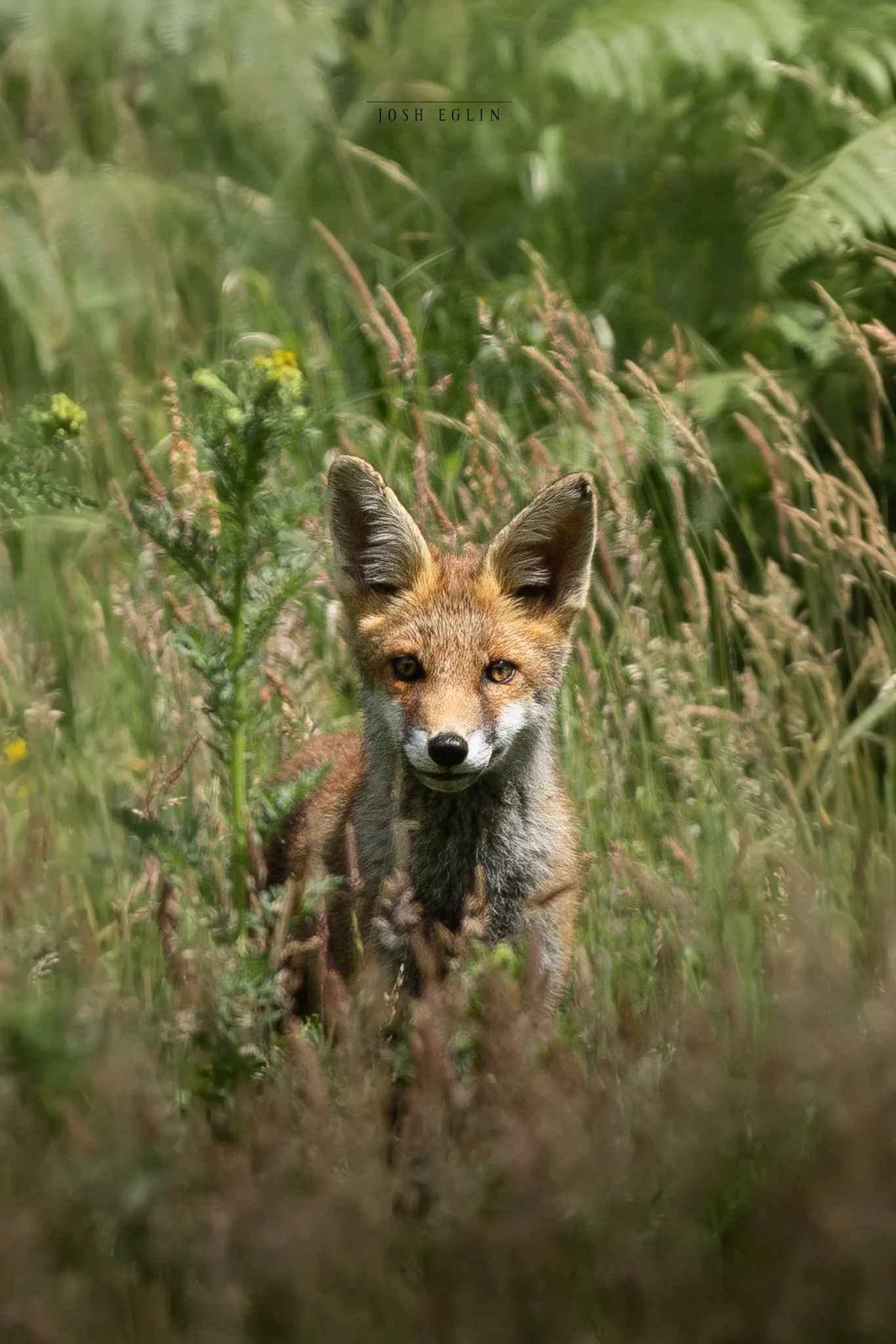foxcub2.2.jpg