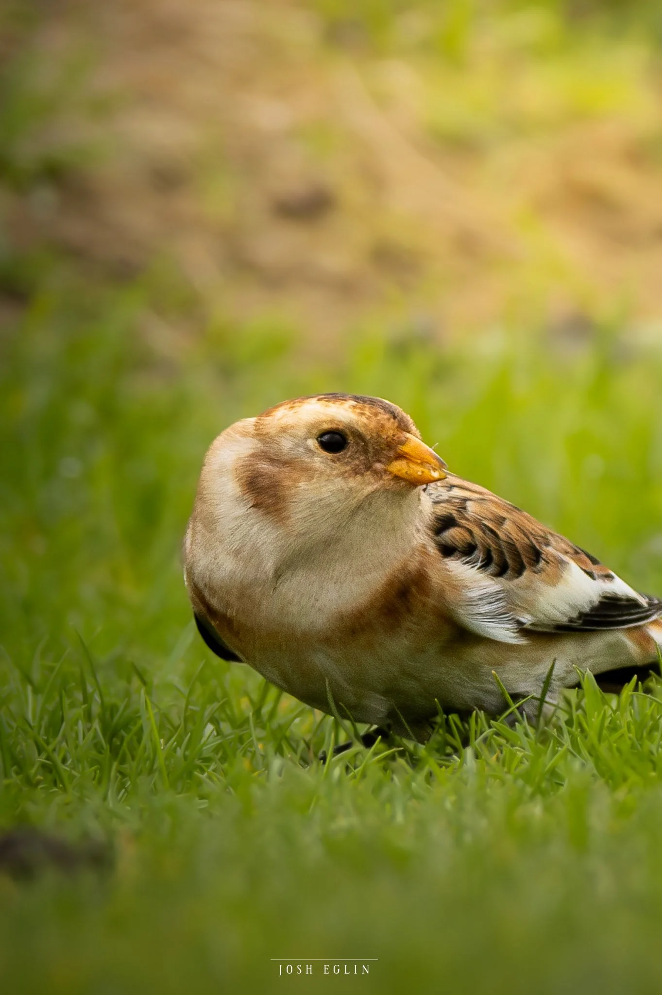 SnowBunting4web.jpg