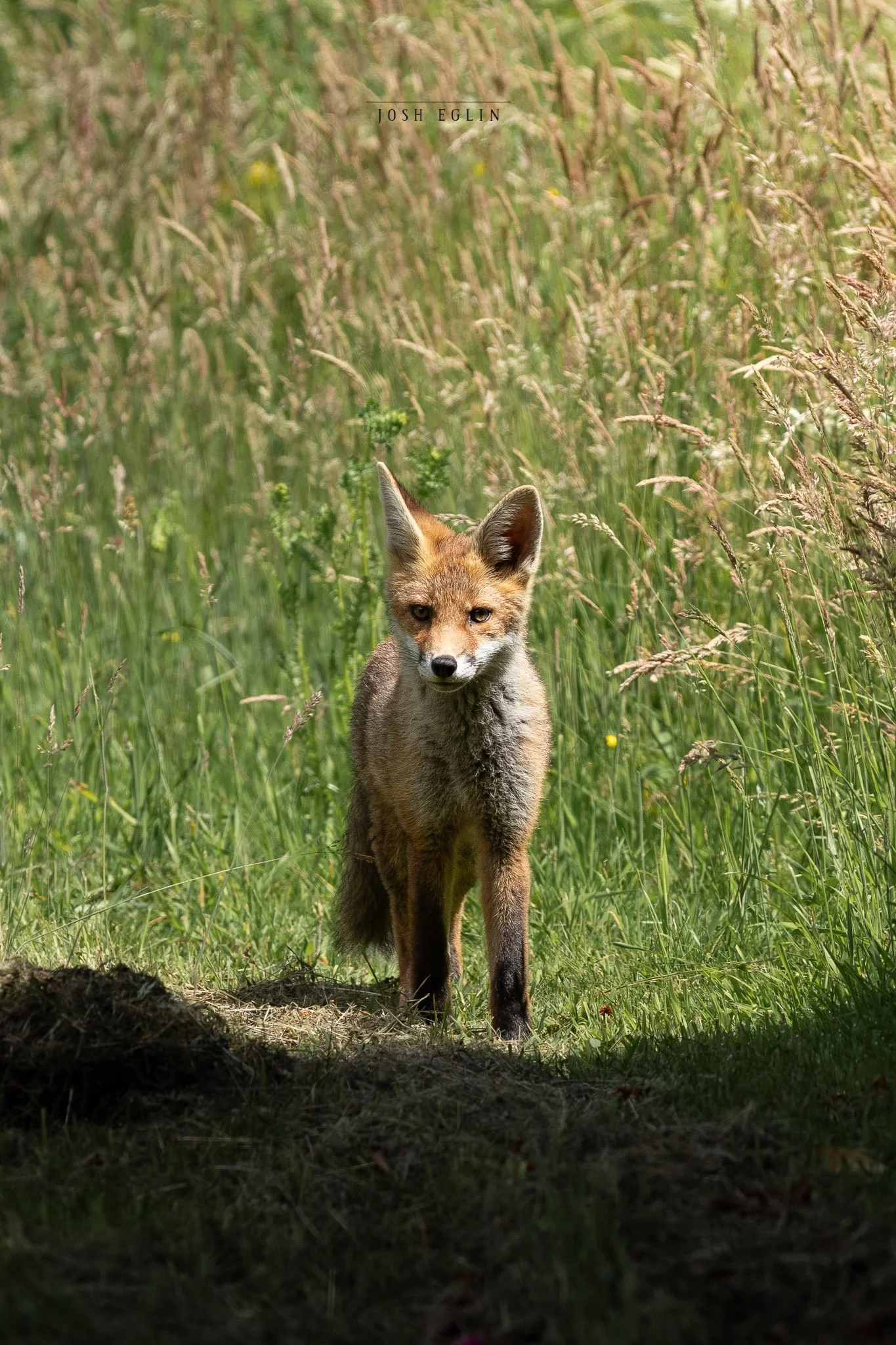 foxcub1.jpg