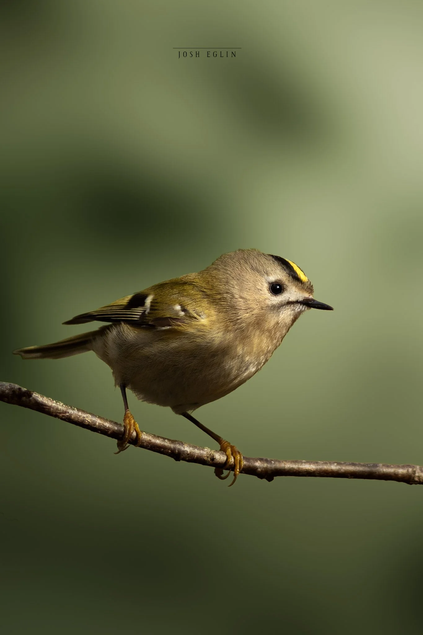 goldcrest1web.jpg