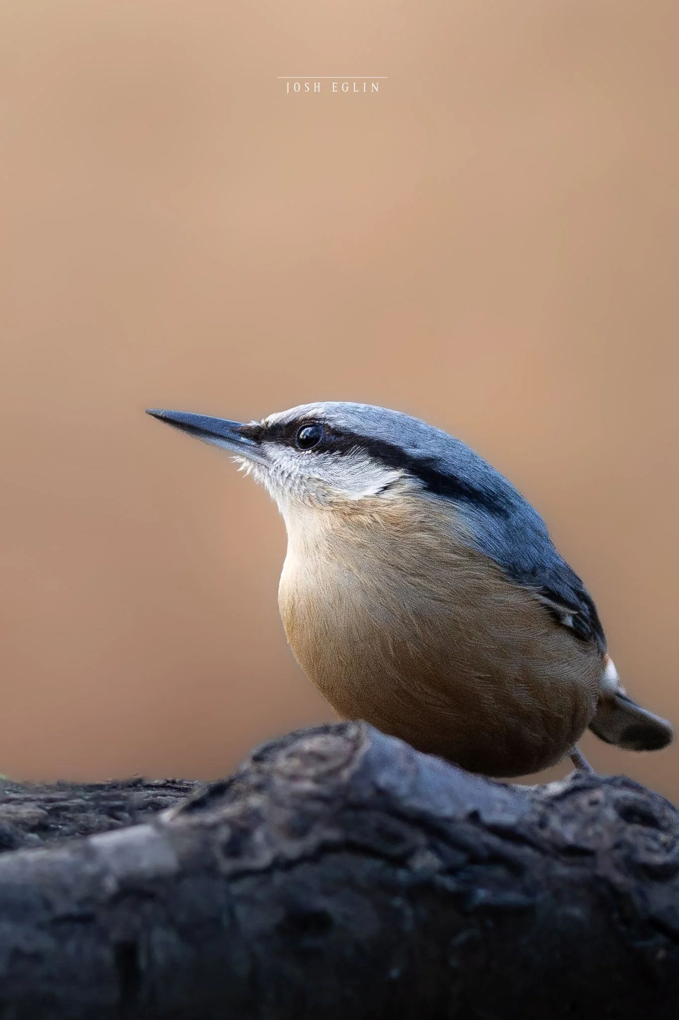 nuthatch1web.jpg