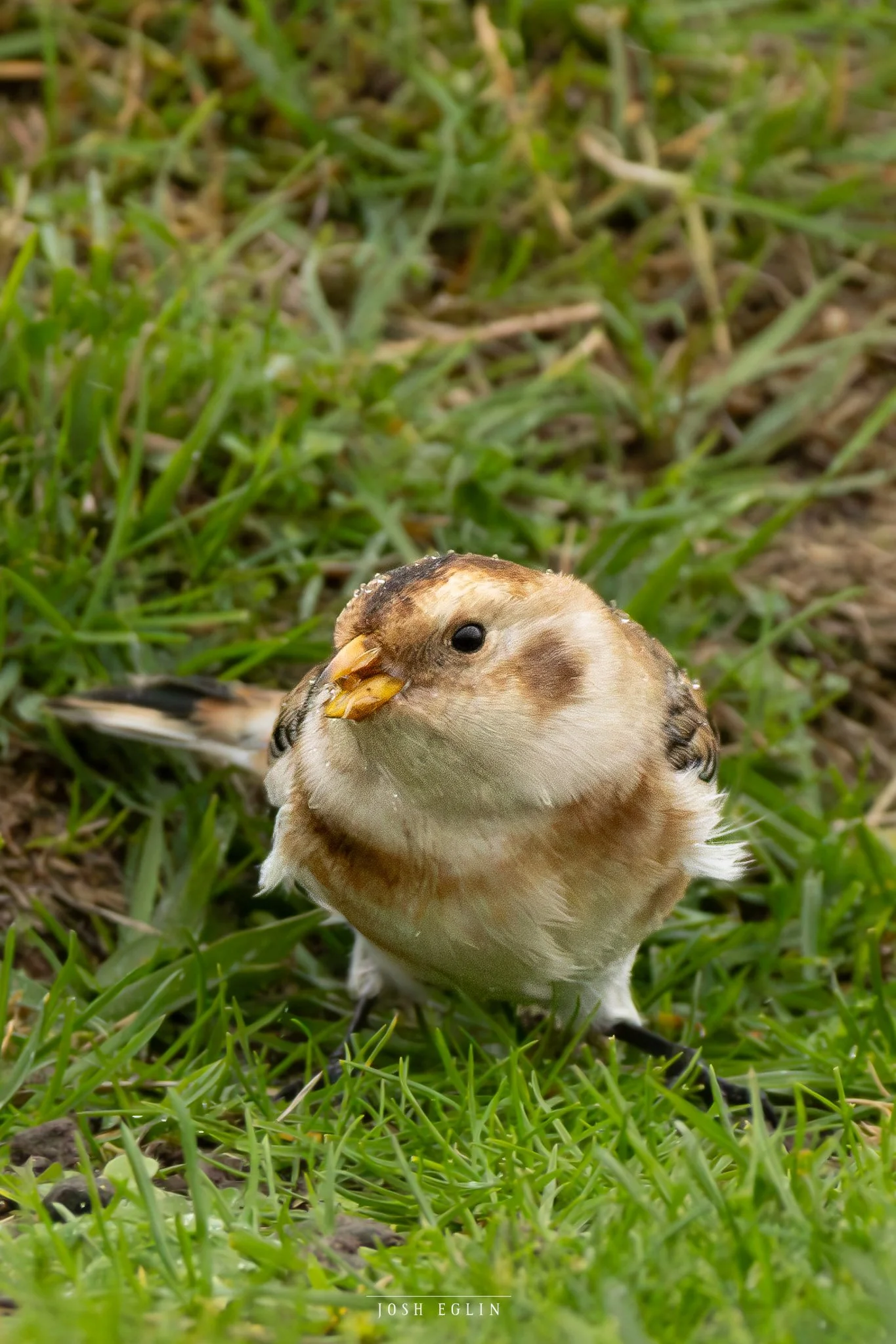 SnowBunting2web.jpg