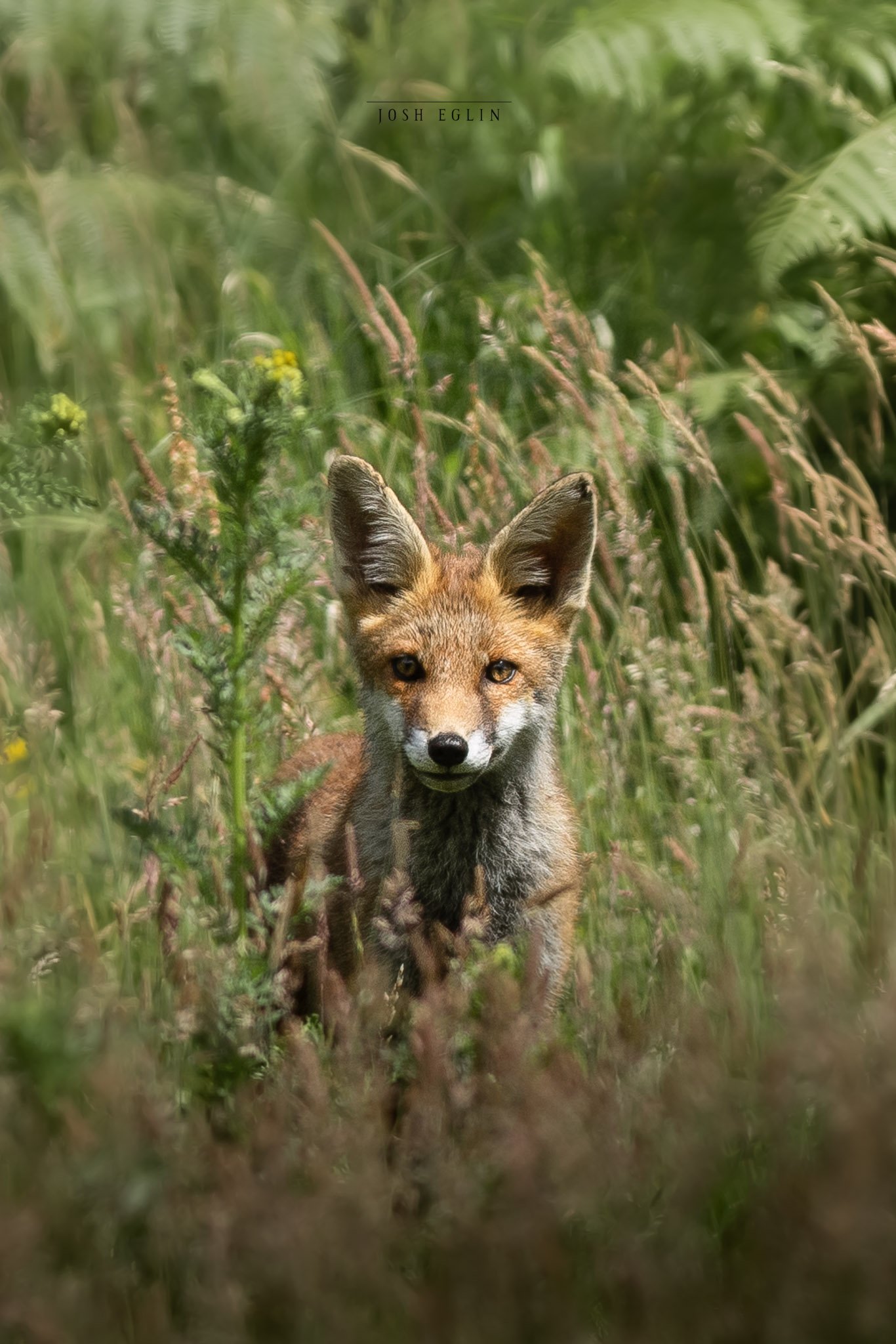foxcub2.2.jpg
