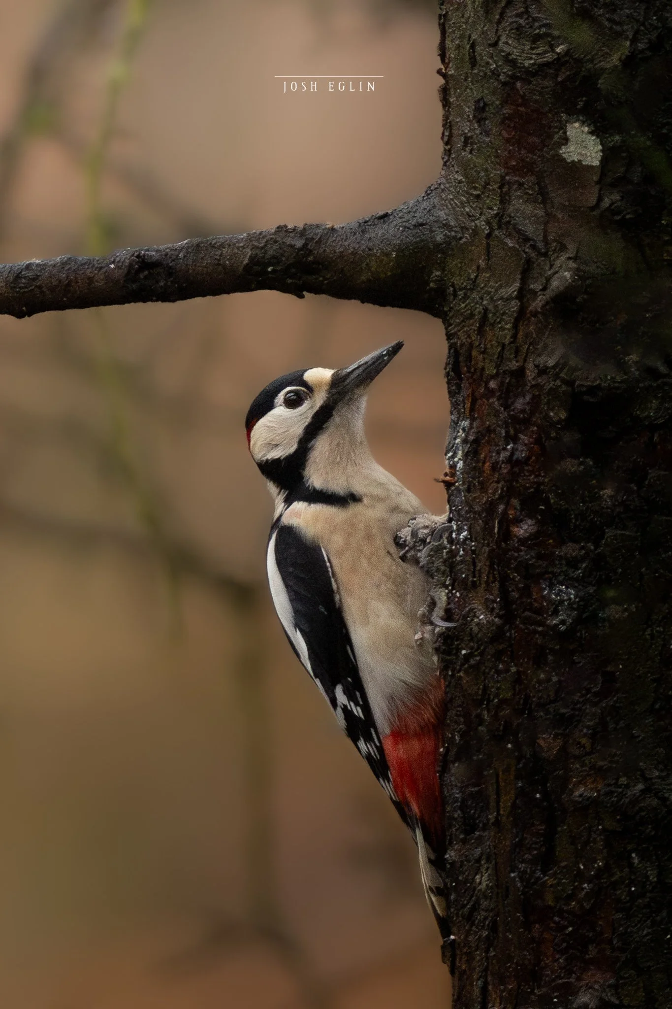 woodpecker4web.jpg