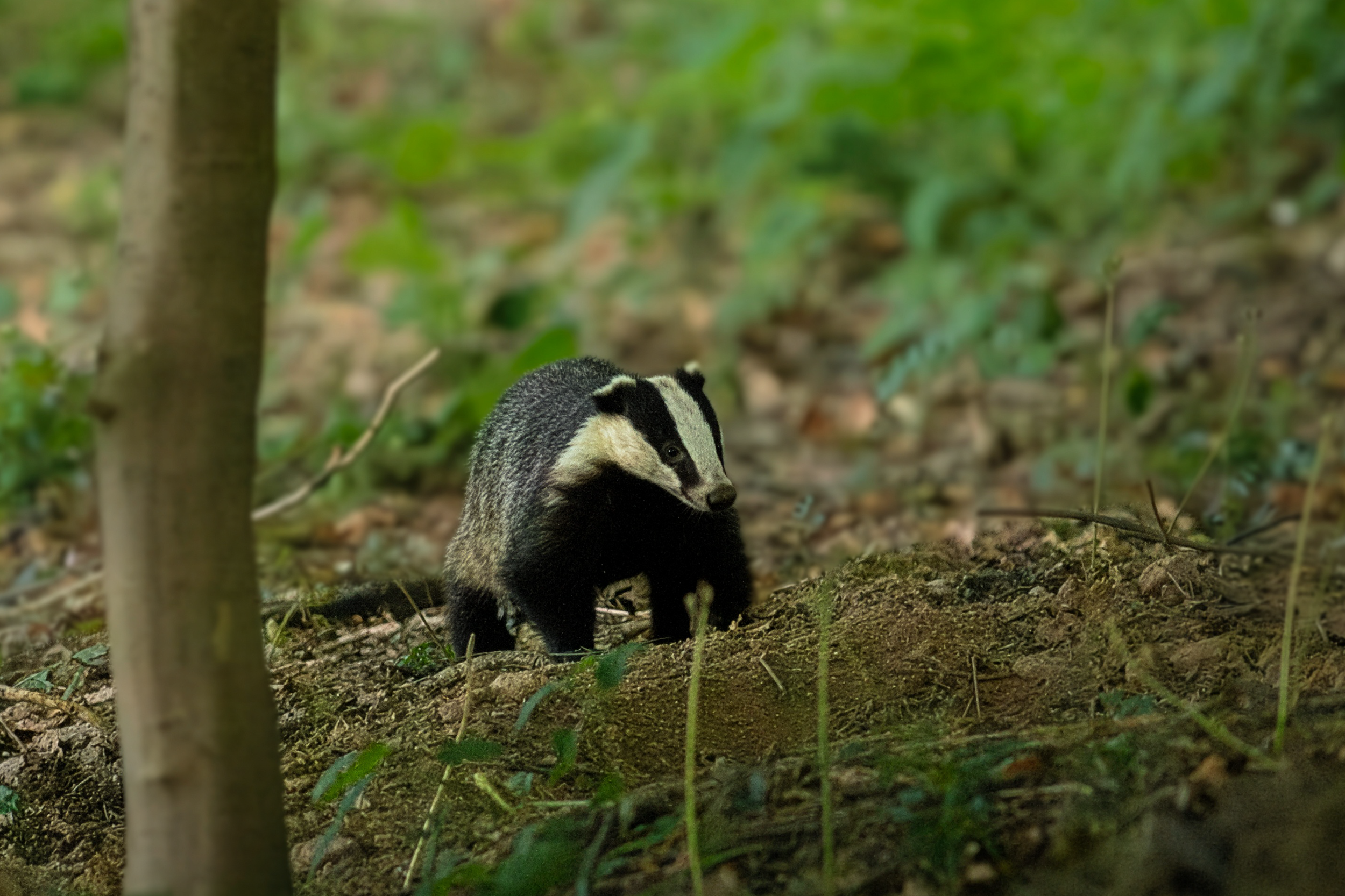 badgerbgfinal - Copy.png