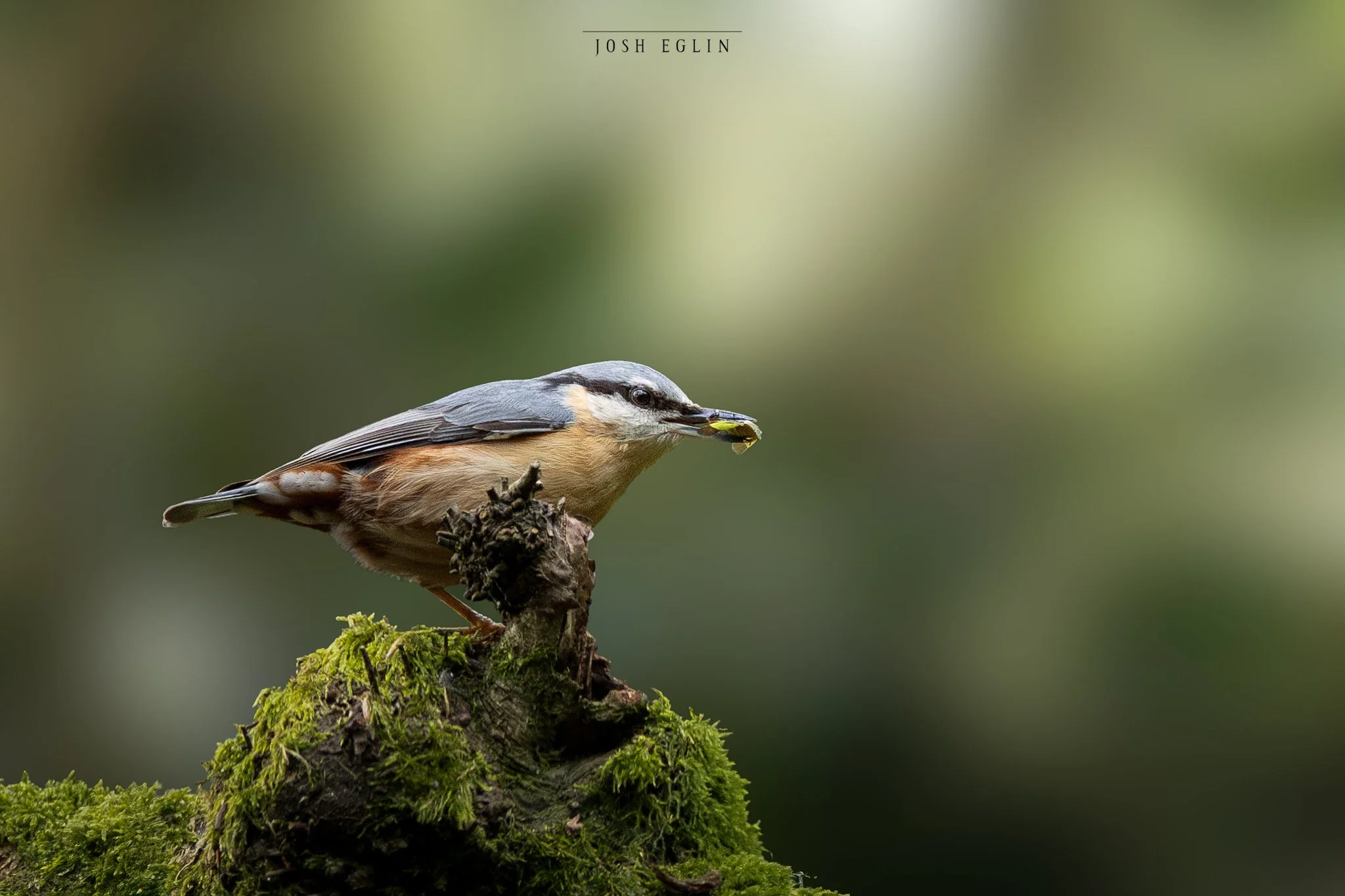 nuthatch1web.jpg