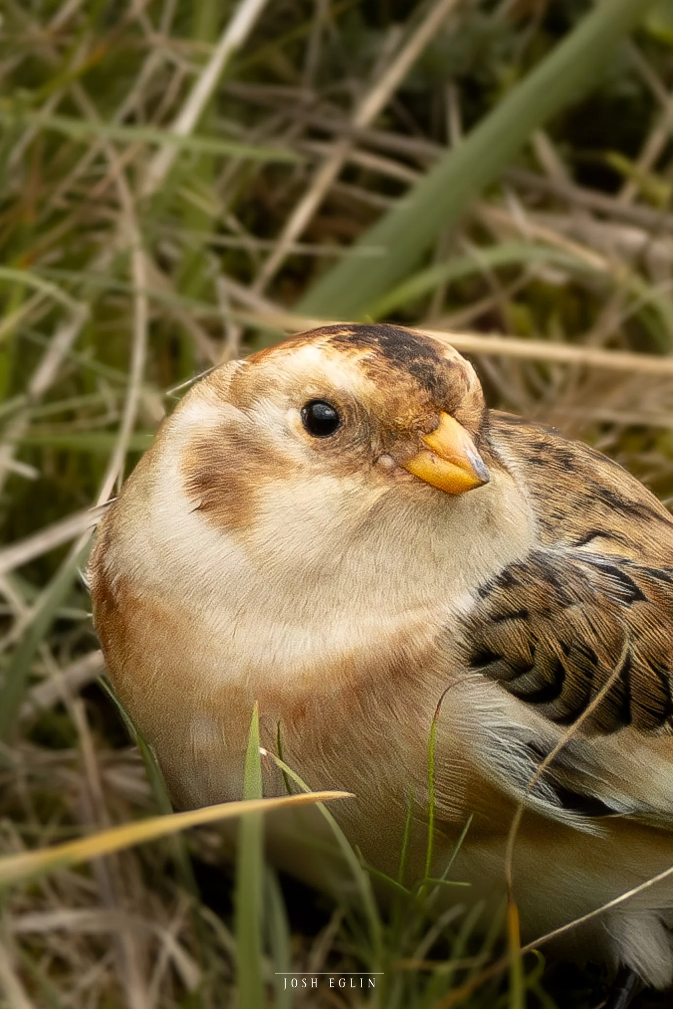 SnowBunting3web.jpg