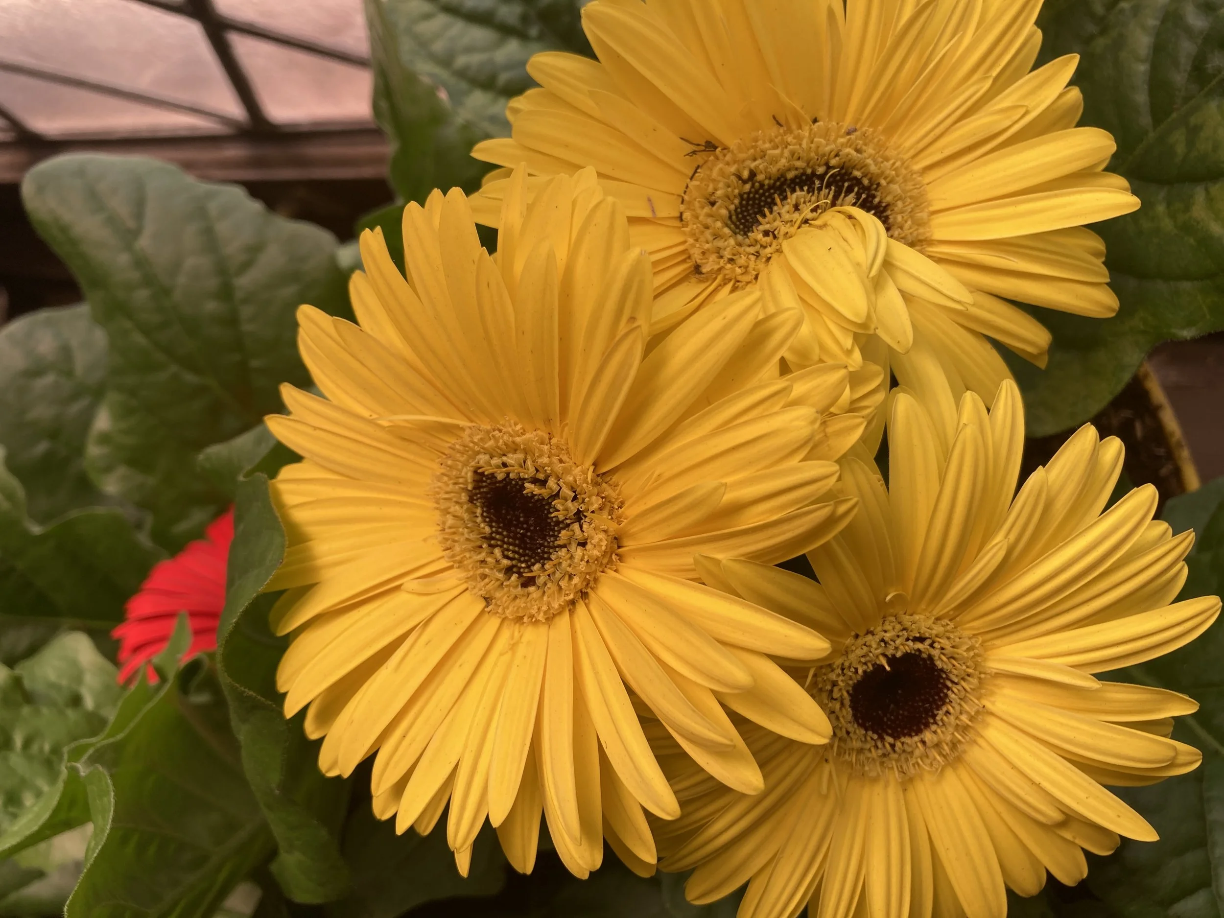MOTHER’S DAY BLESSING