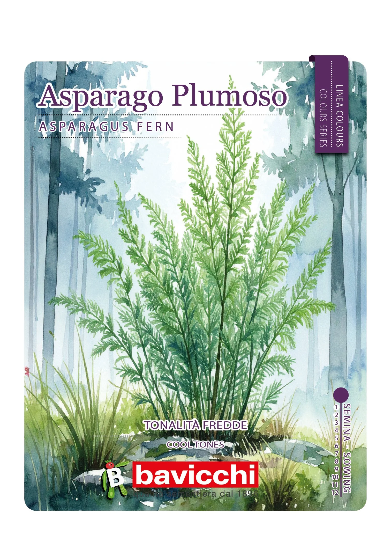 ASPARAGO PLUMOSO - FAS0107