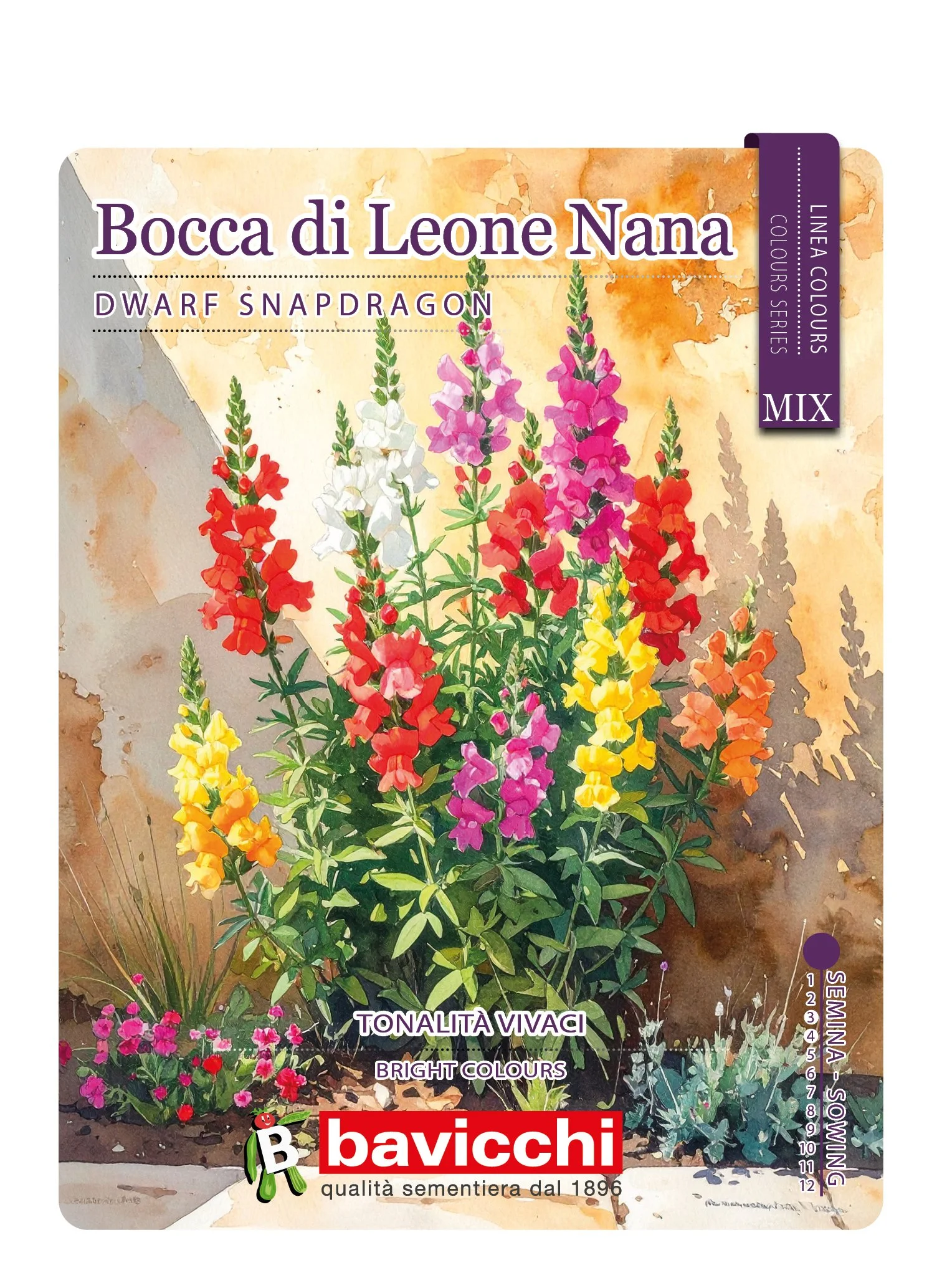 BOCCA DI LEONE NANA MIX - FBC0207C
