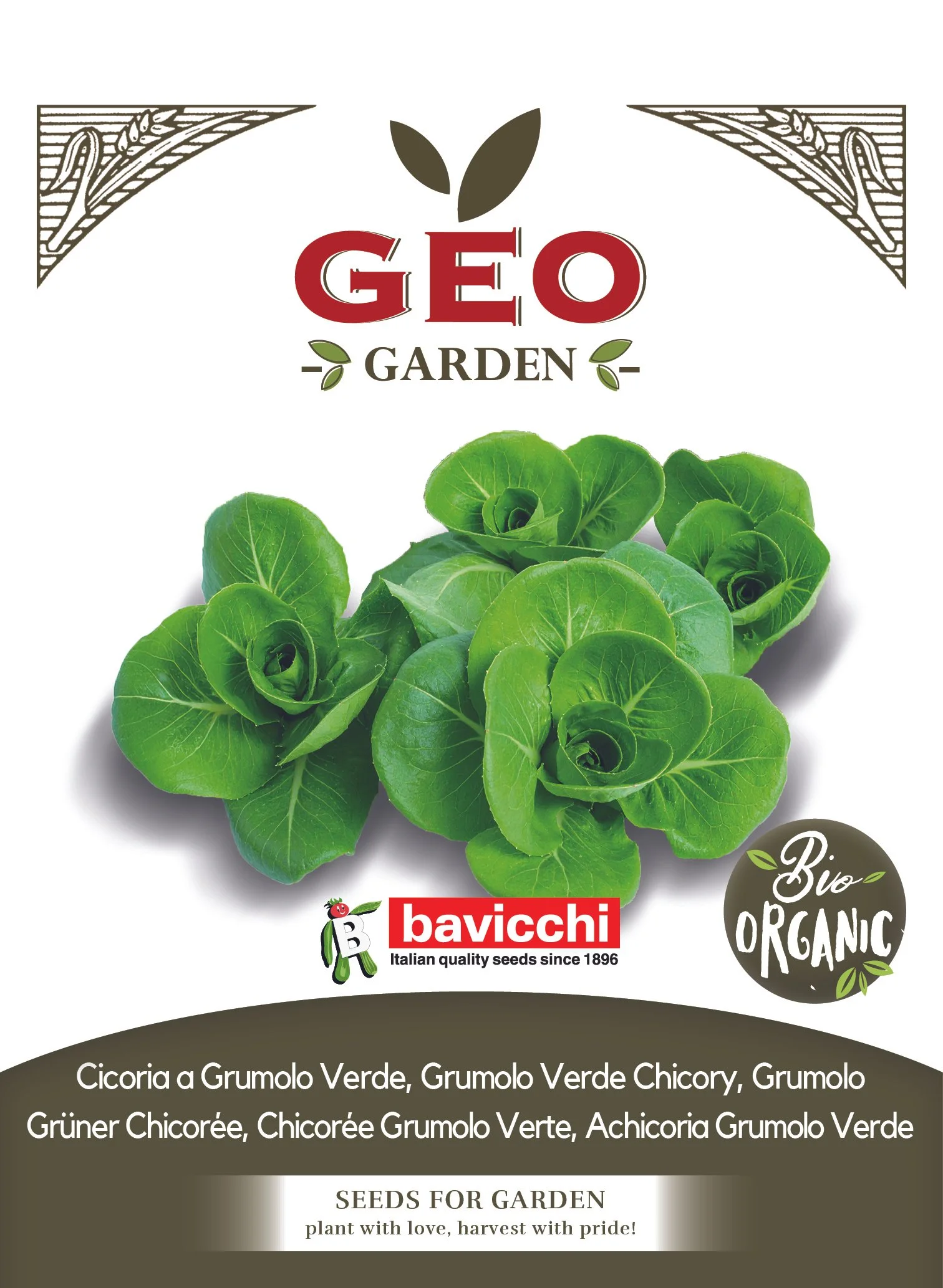 CICORIA A GRUMOLO VERDE - VCI2803