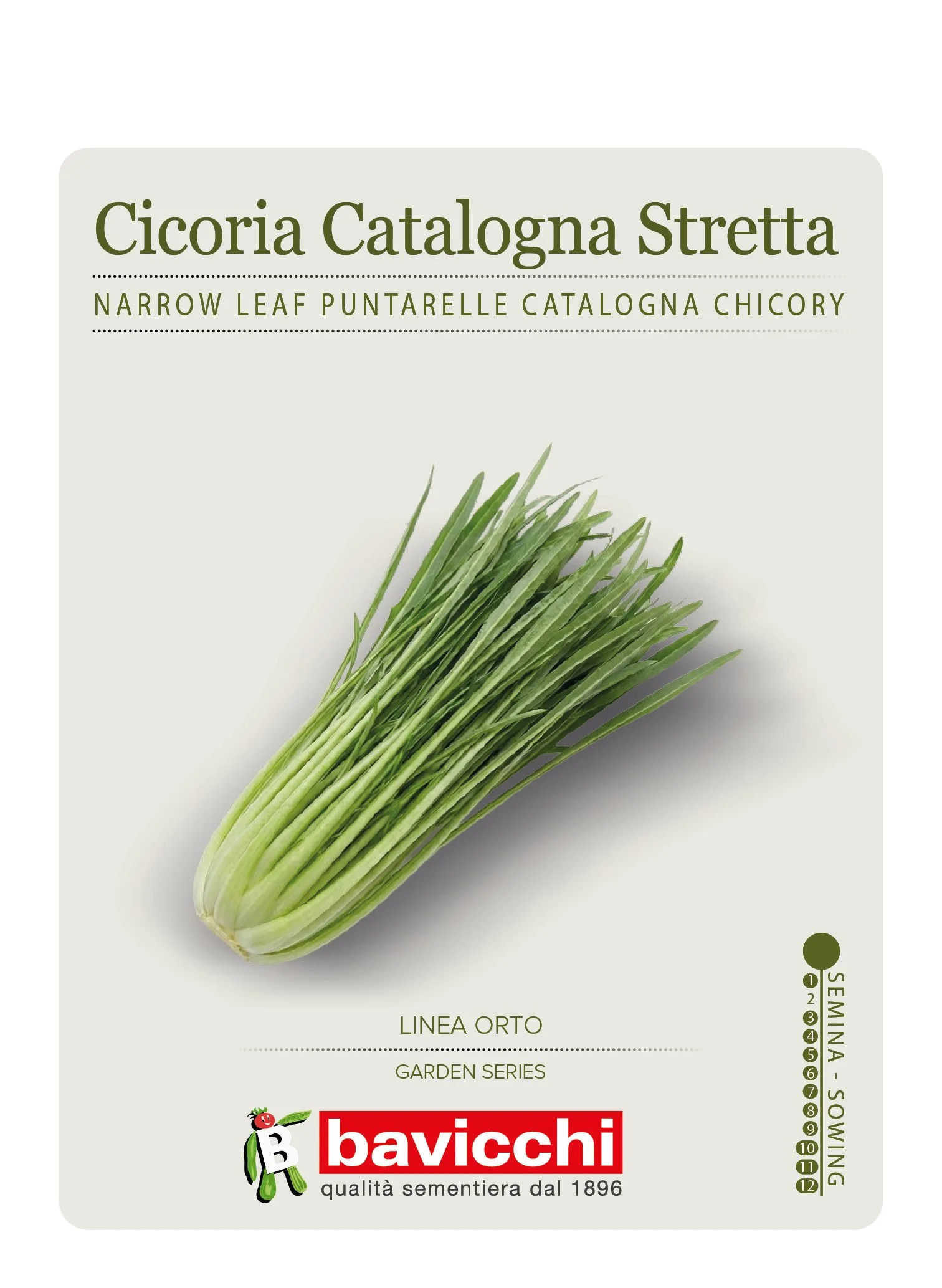 CICORIA CATALOGNA STRETTA - VCI0507
