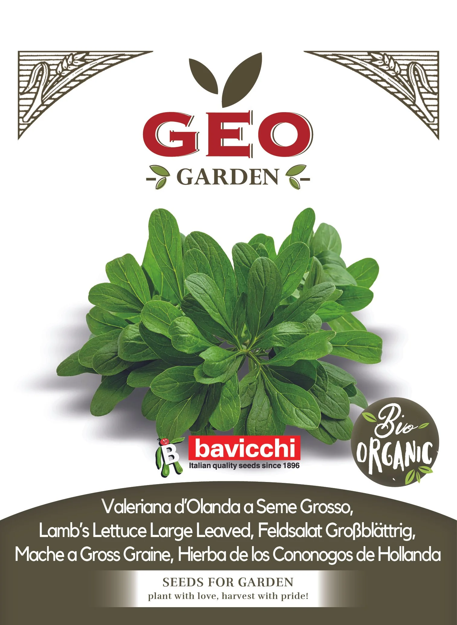 VALERIANA D'OLANDA A SEME GROSSO - VVA0303