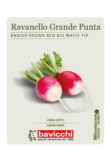 RAVANELLO ROSSO TONDO A GRANDE PUNTA BIANCA - VRV0507