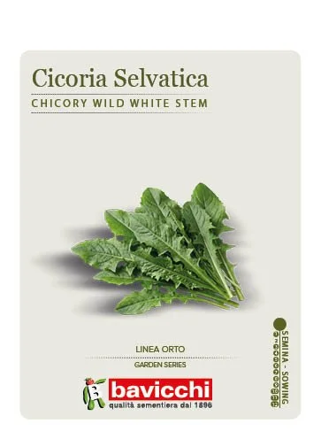 CICORIA SELVATICA - VCI1107