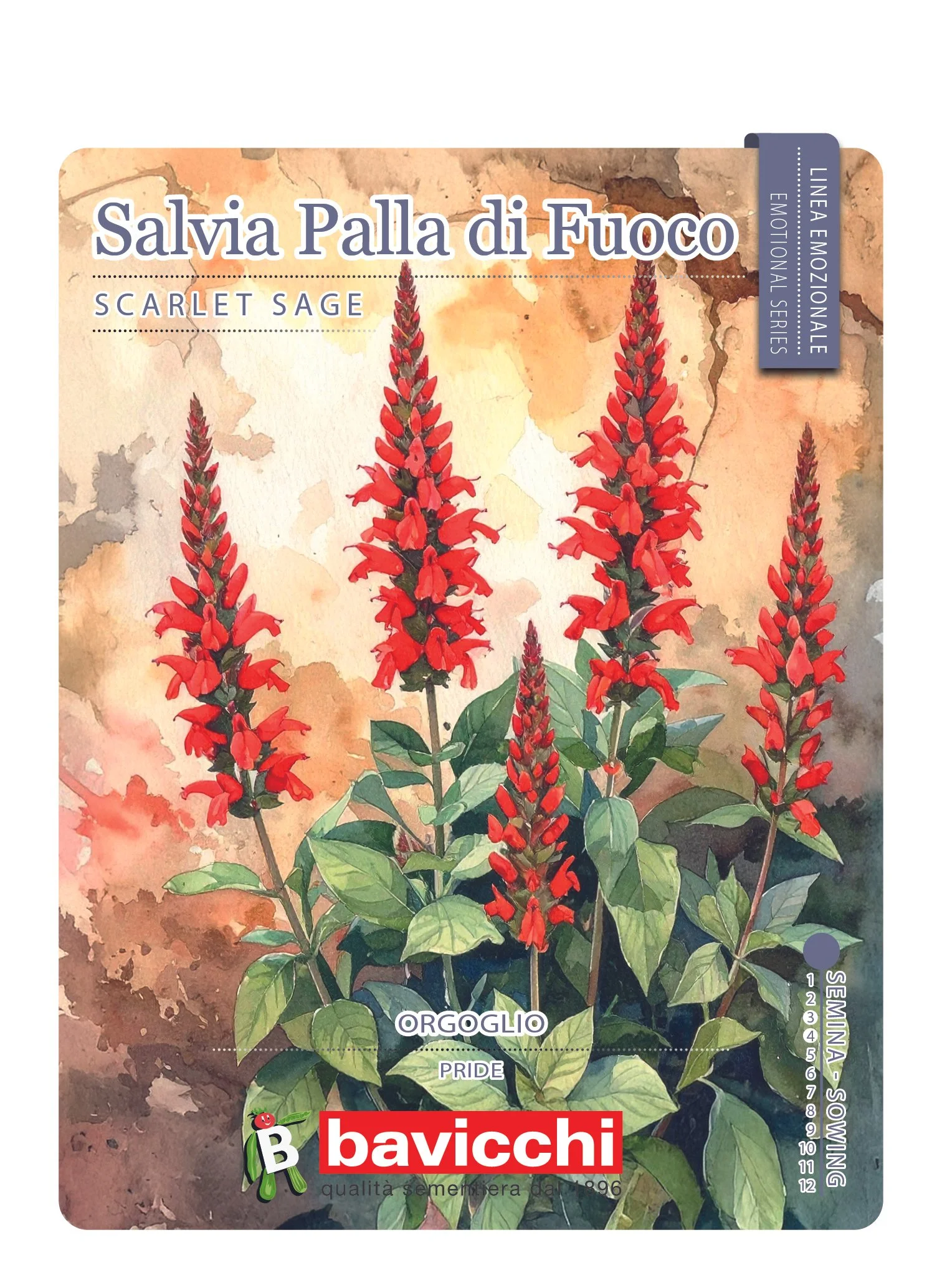 SALVIA PALLA DI FUOCO - FSA0107