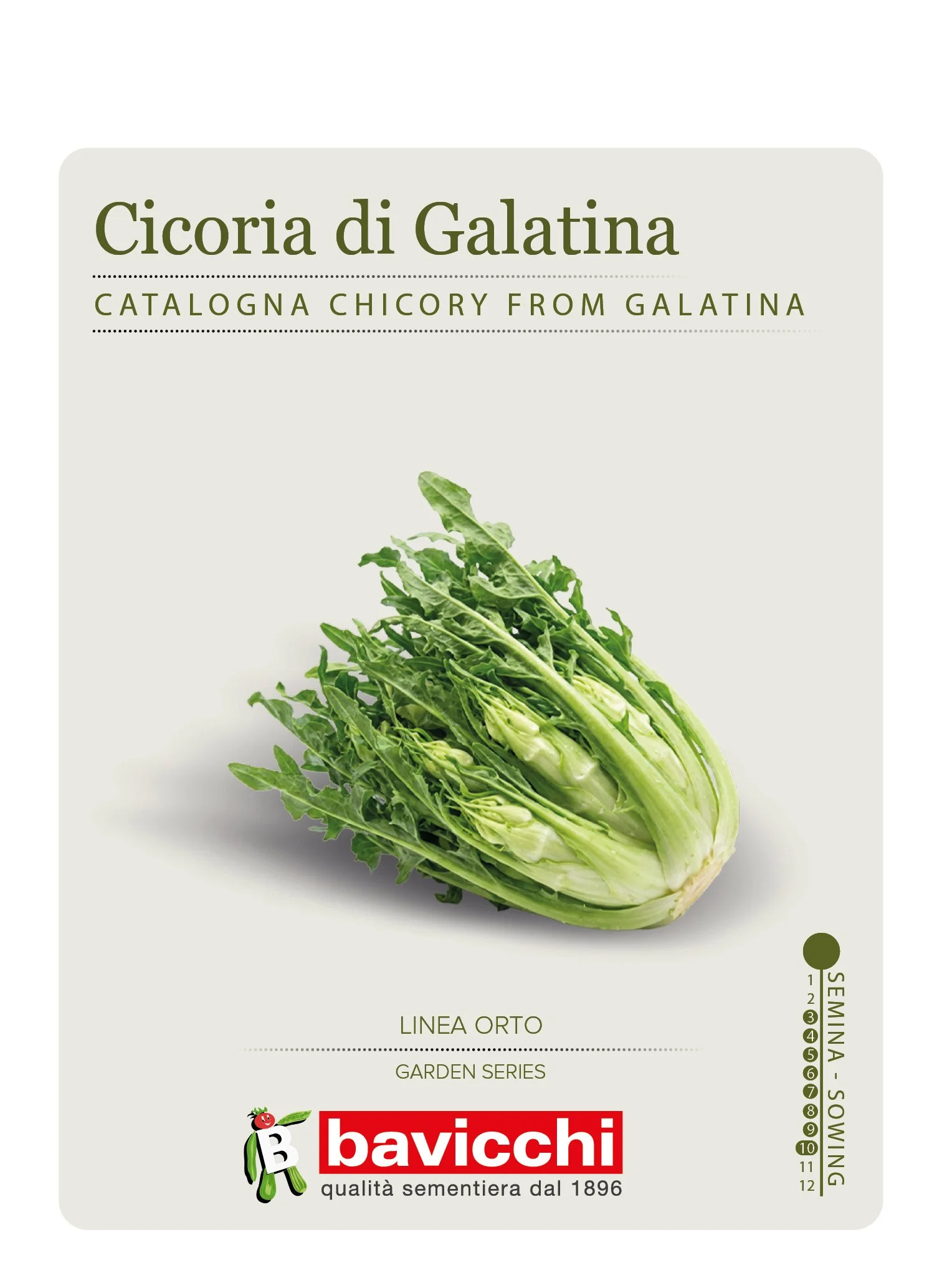 CICORIA DI GALATINA - VCI1807