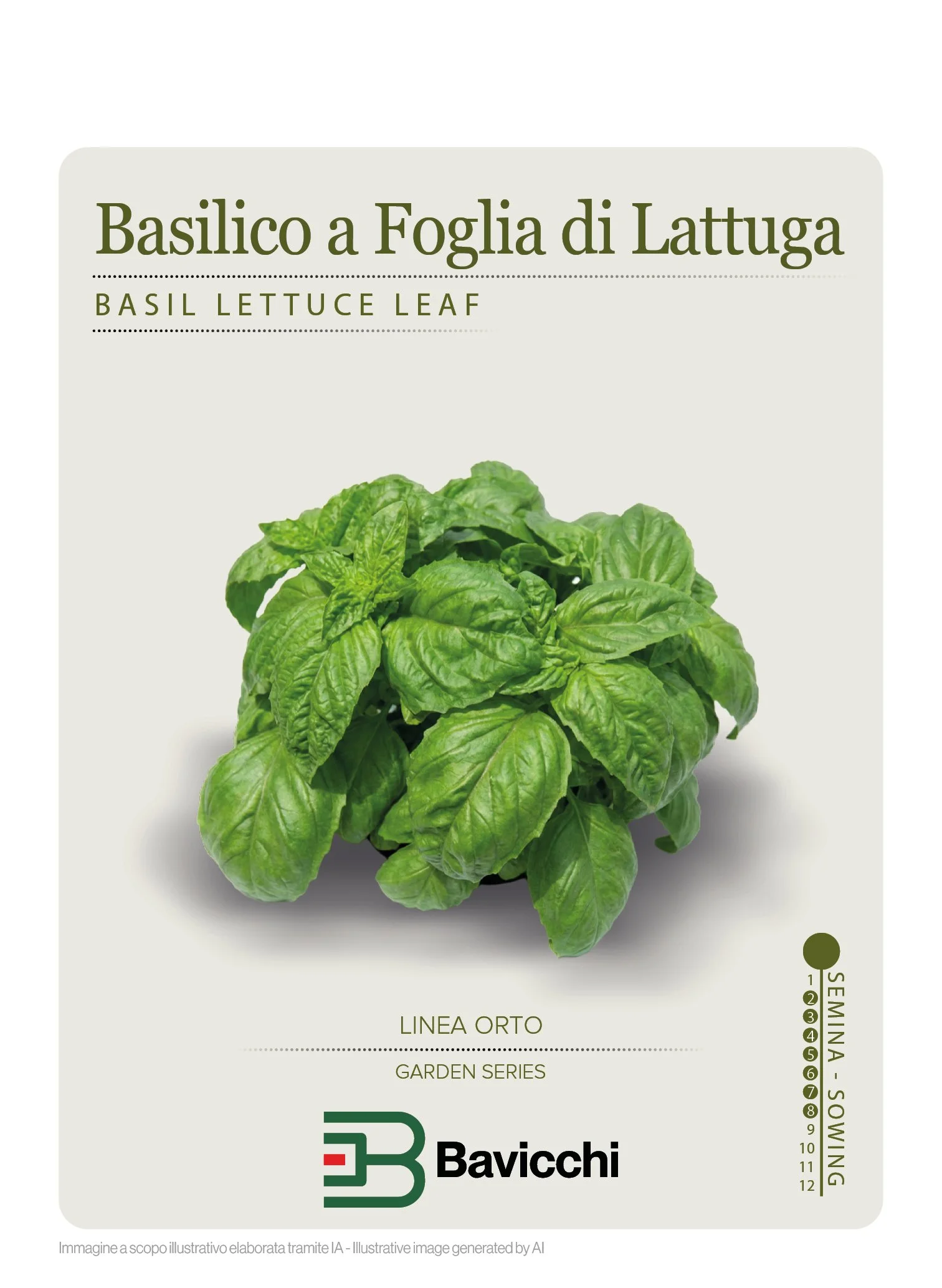 BASILICO A FOGLIA DI LATTUGA - ZBS0207